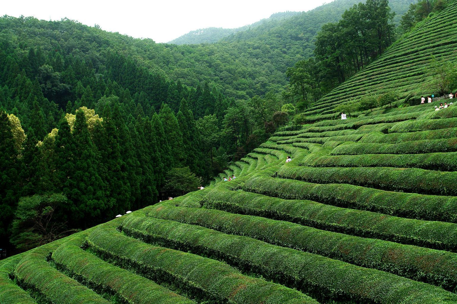 Stunning Picture of South Korea's Tea Plantations