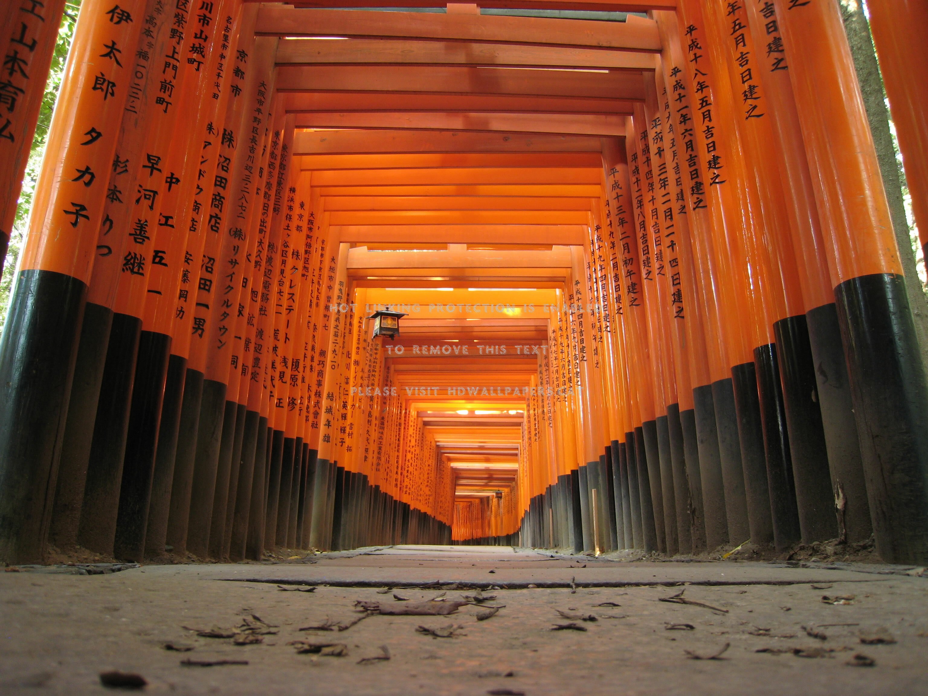 fushimi inari taisha japanese shrine torii