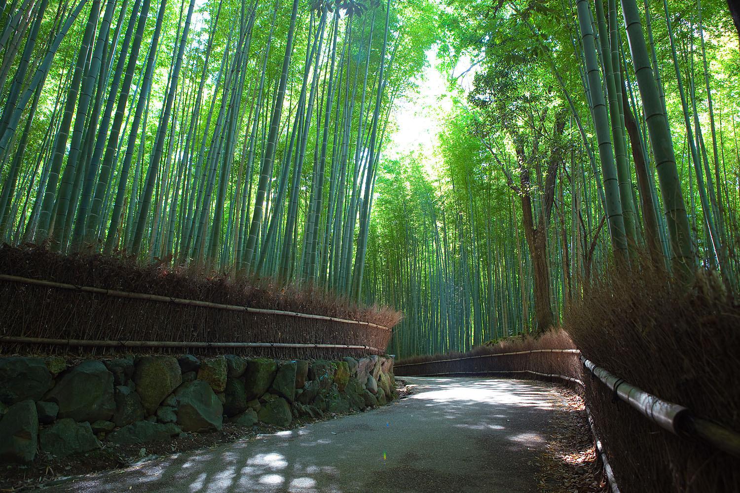 Bamboo Grove Wallpaper New Arashiyama Bamboo Grove