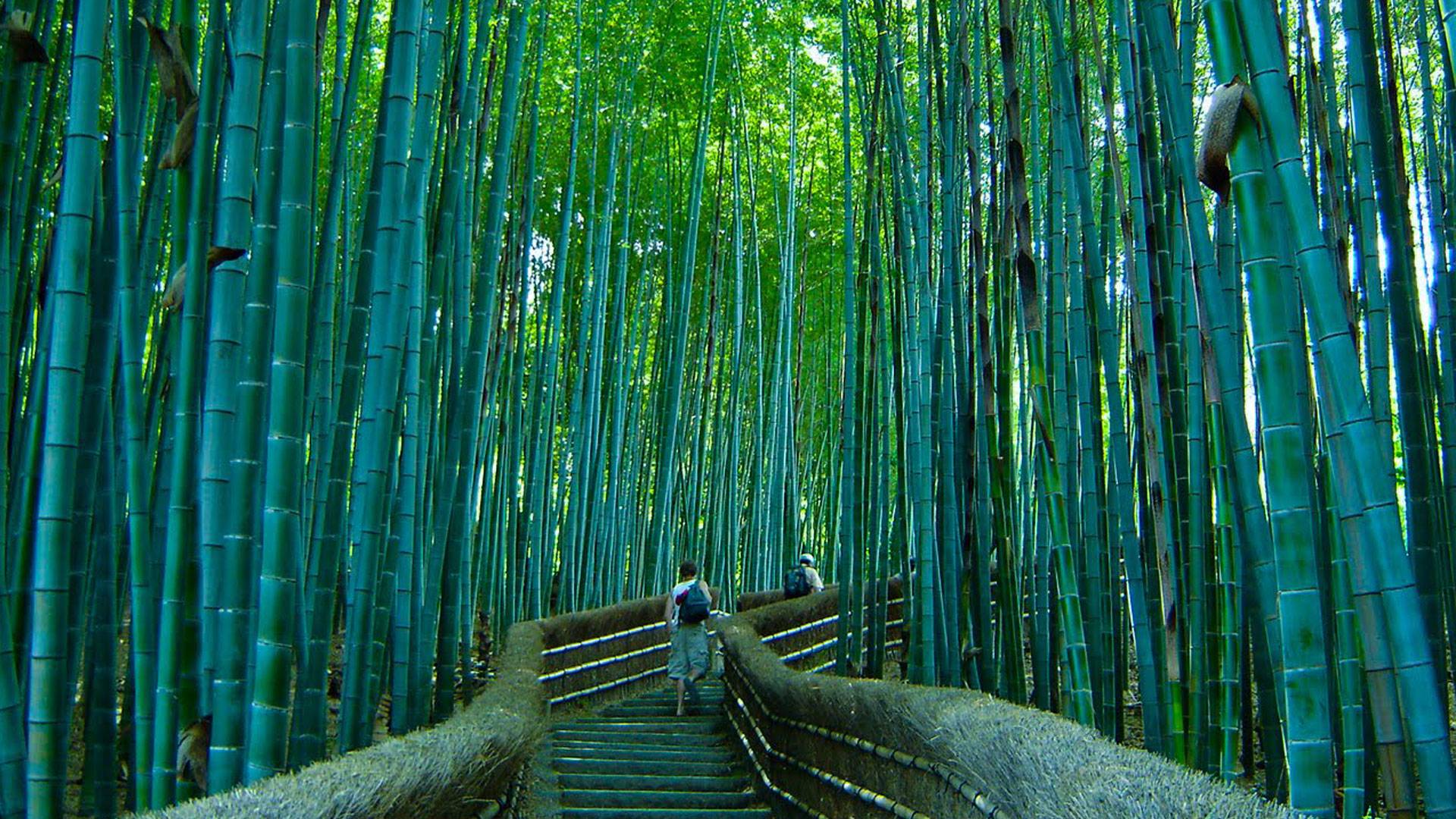 Beautiful pathway in the Sagano bamboo forest