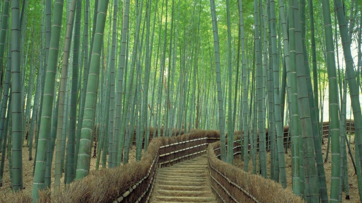Sagano Bamboo Forest in Kyoto: One of world's prettiest groves. CNN