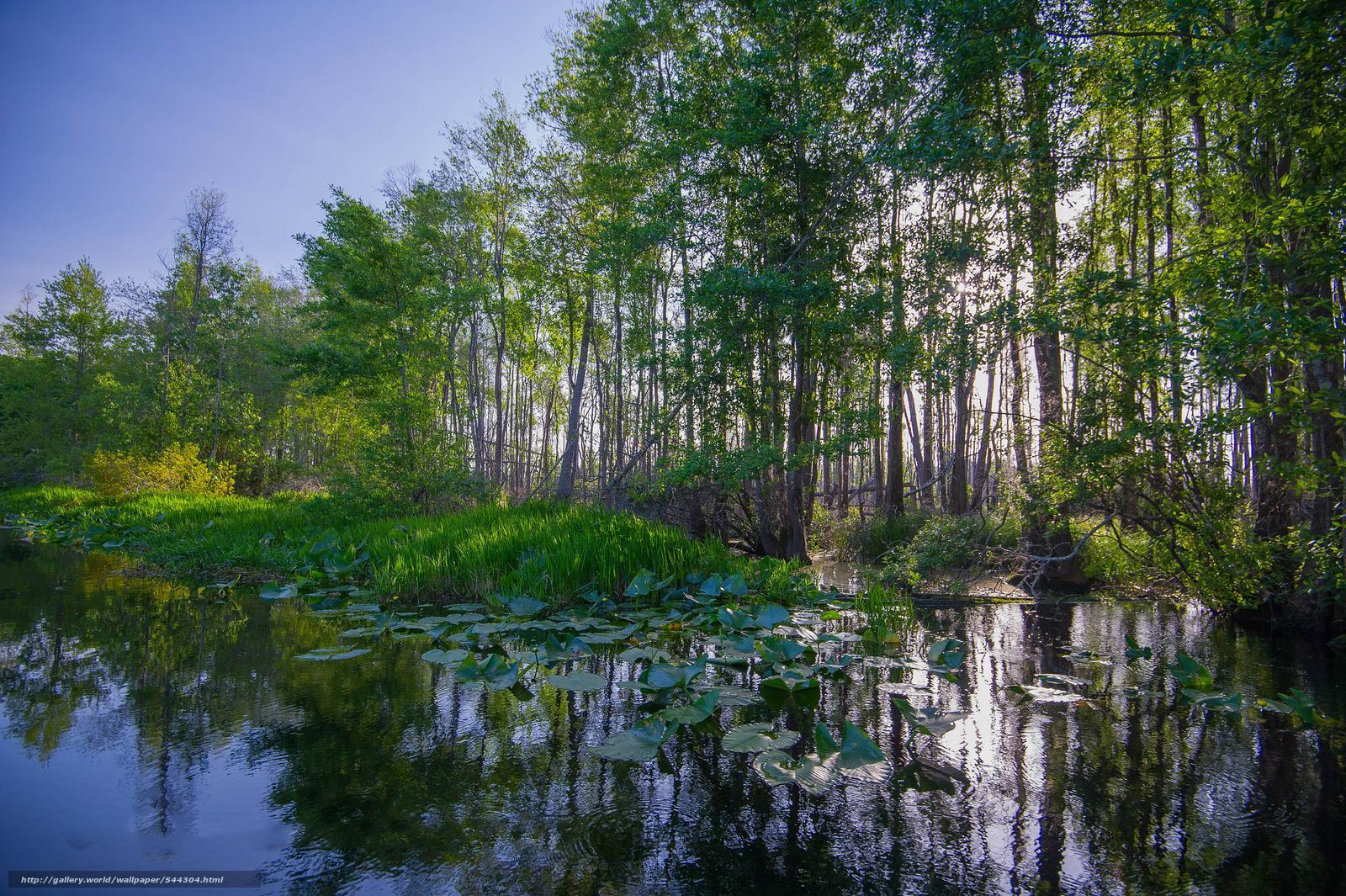 Download wallpaper Okefenokee, Swamp, Georgia State Park, USA free