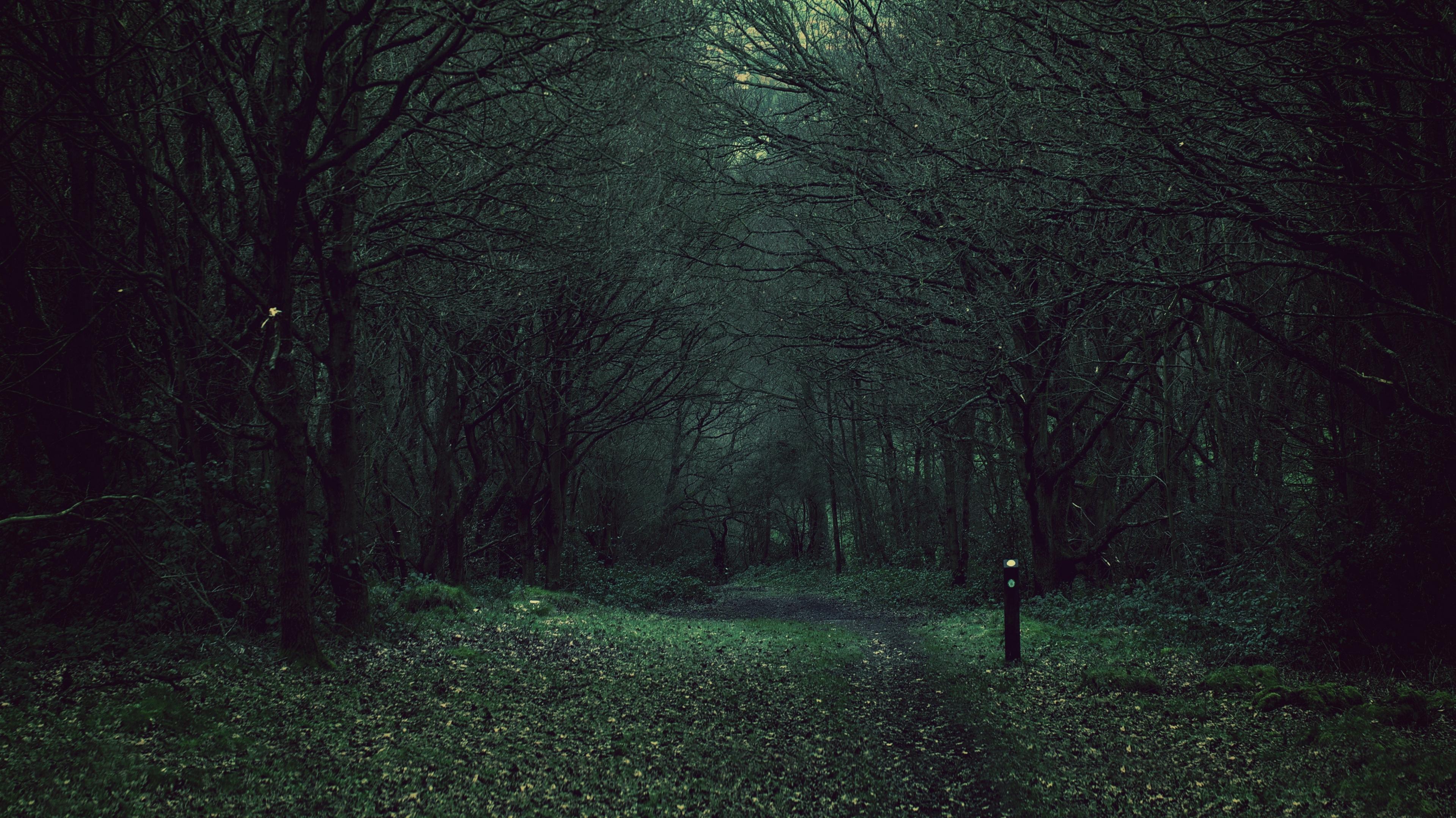 Dark Forest. [3840x2160]