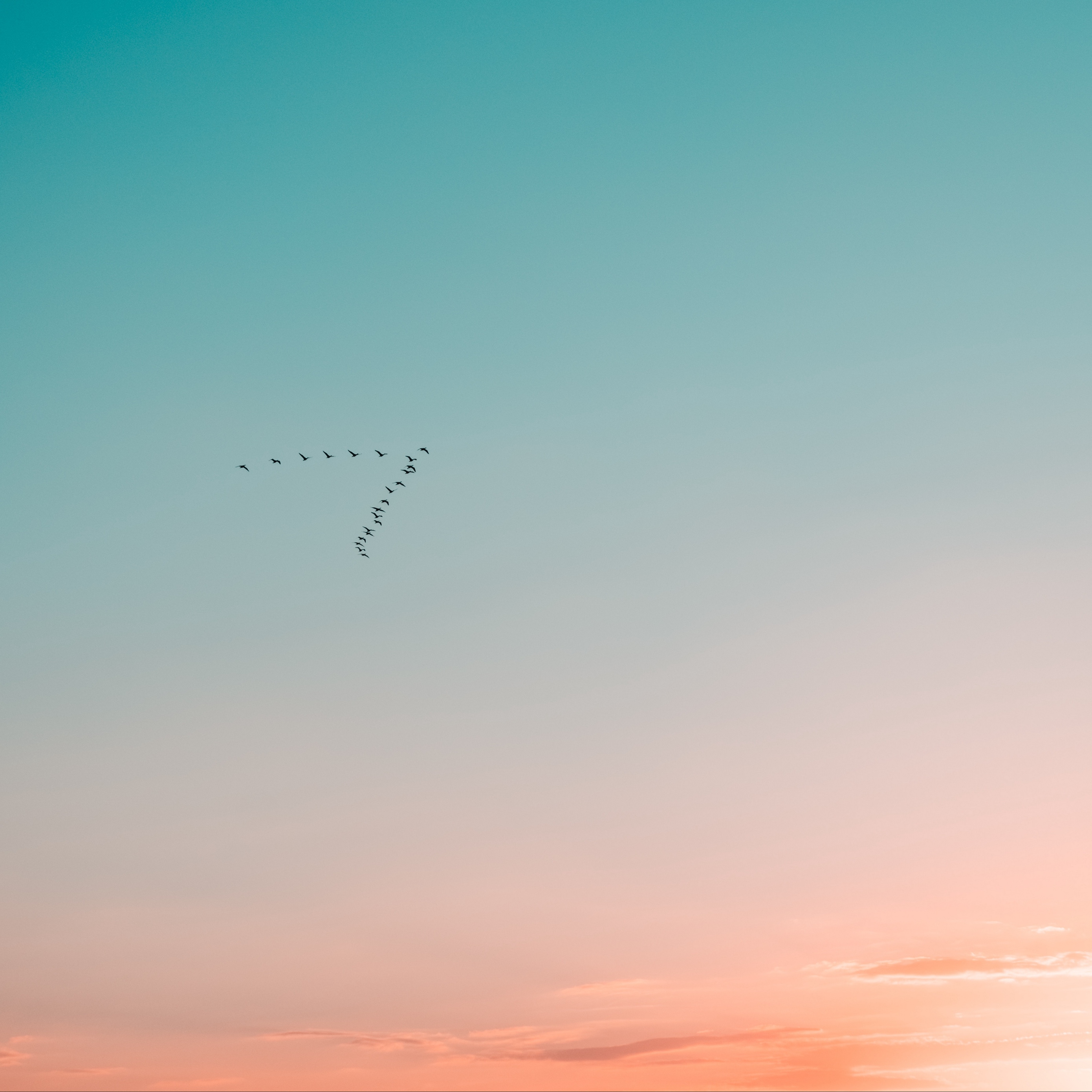 Download wallpaper 2780x2780 sky, birds, flight, gradient