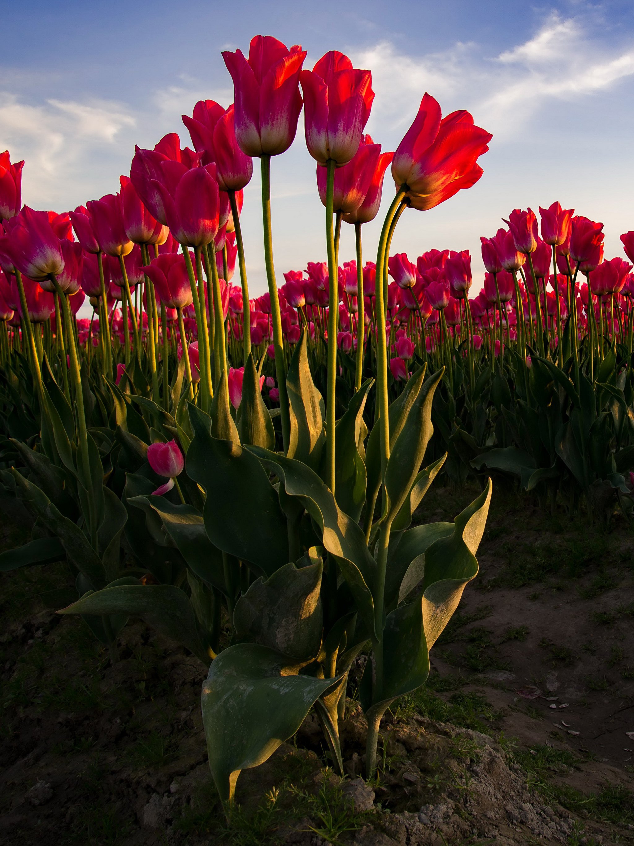 Wallpaper Red Tulips Flowers Many 2048x2732