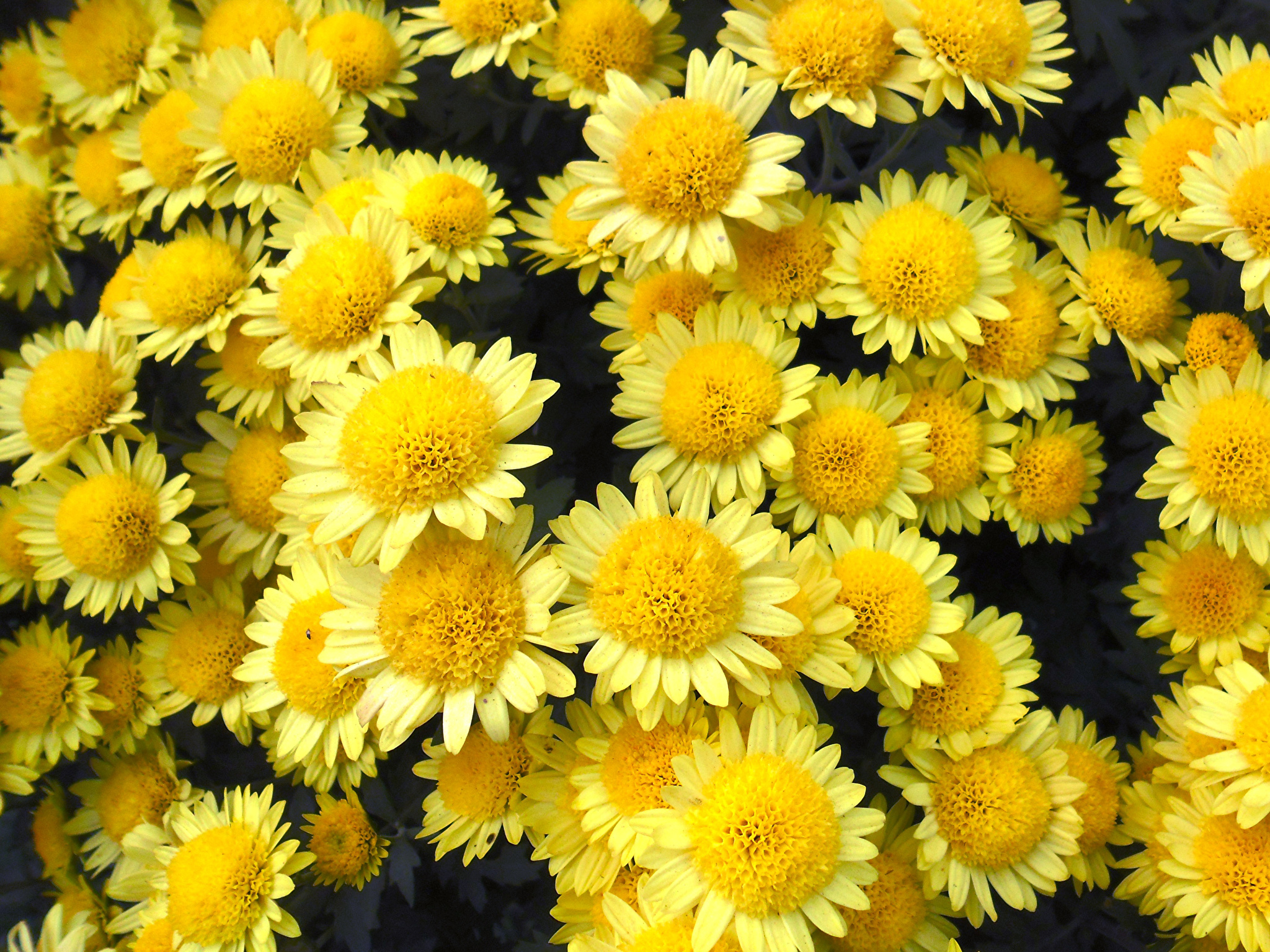 Wallpaper Yellow Mums Flowers Closeup 2048x1536