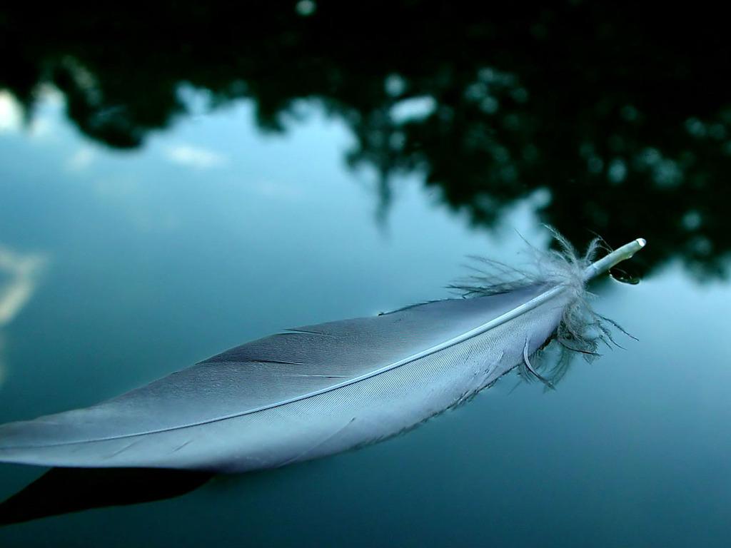 Feather wallpaperx768