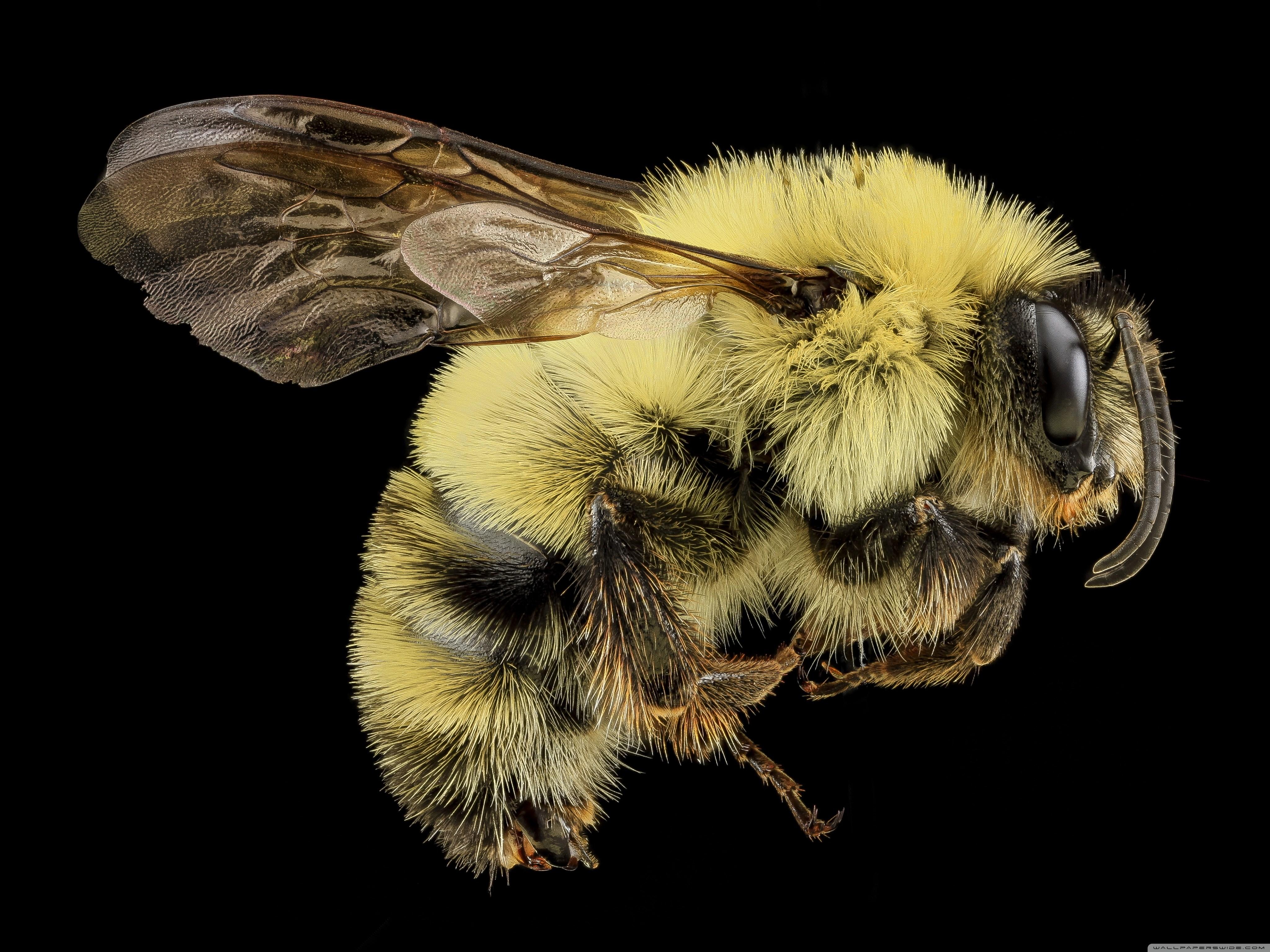 4096x3072 Wallpaper for Desktop: bee. Animal. Tokkoro.com