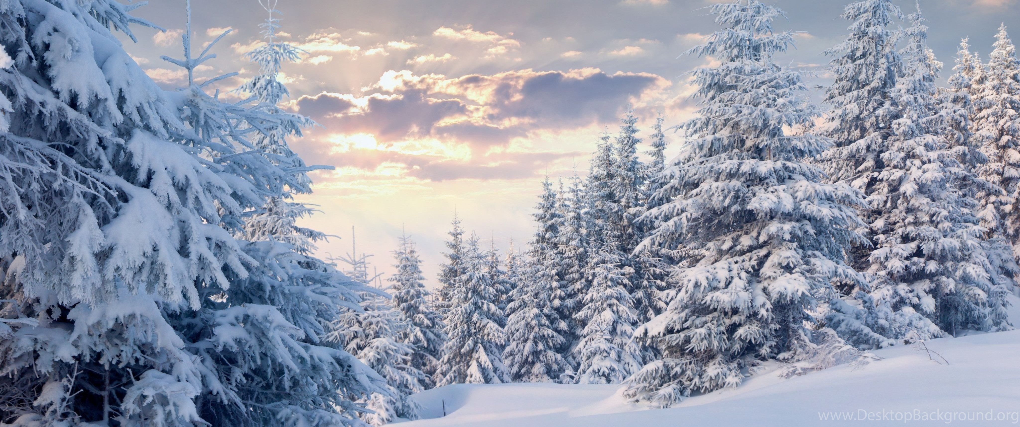 Winter Forest With Snow Wallpaper Wallpaper 4K 4096x2160