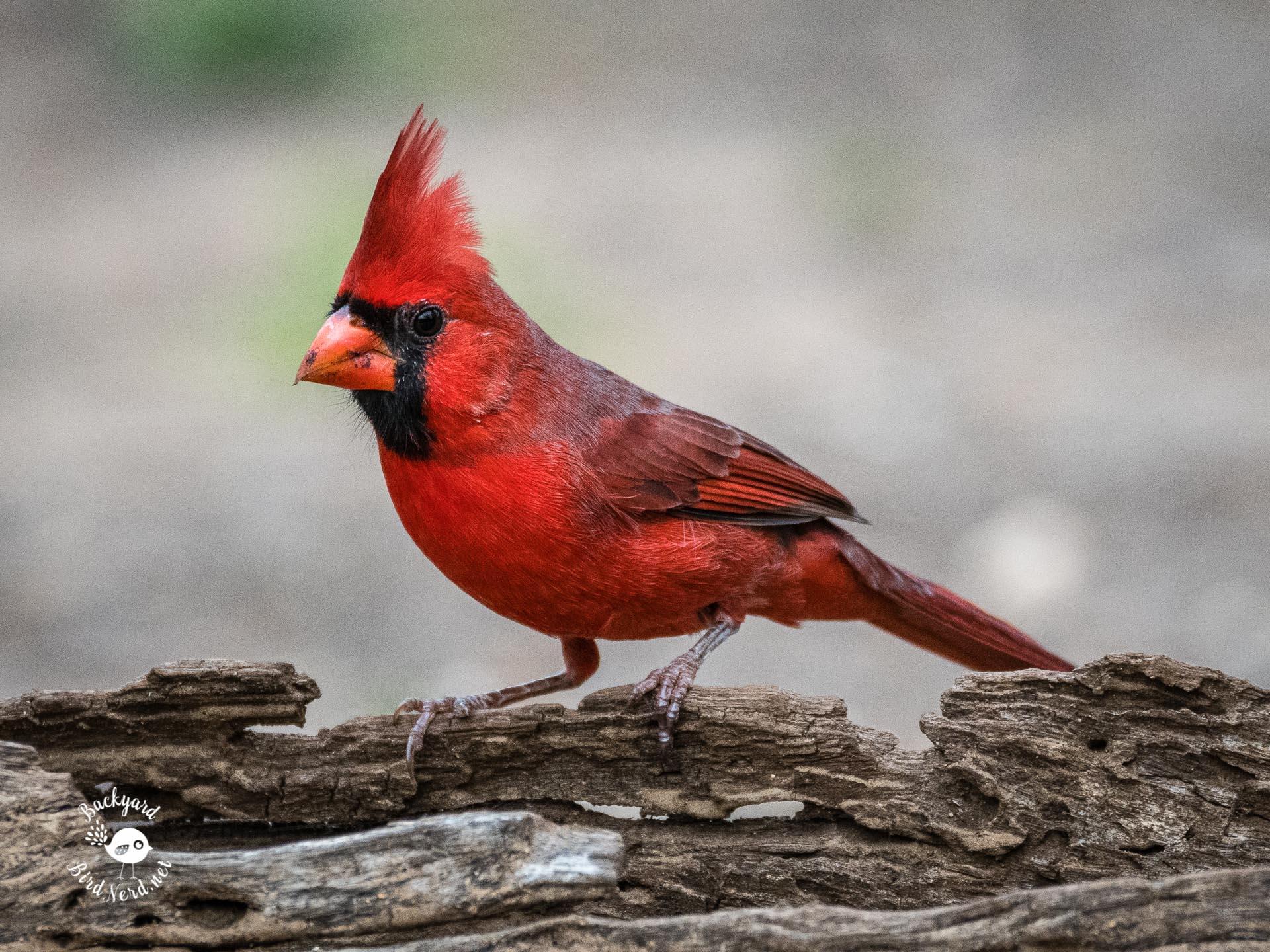 Texas Hill Country. Backyard Bird Nerd. Victoria, TX