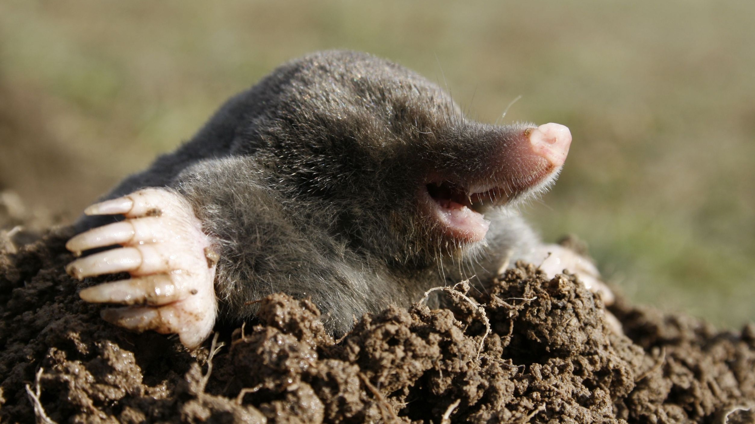 Mole HD Wallpaper and Background Image