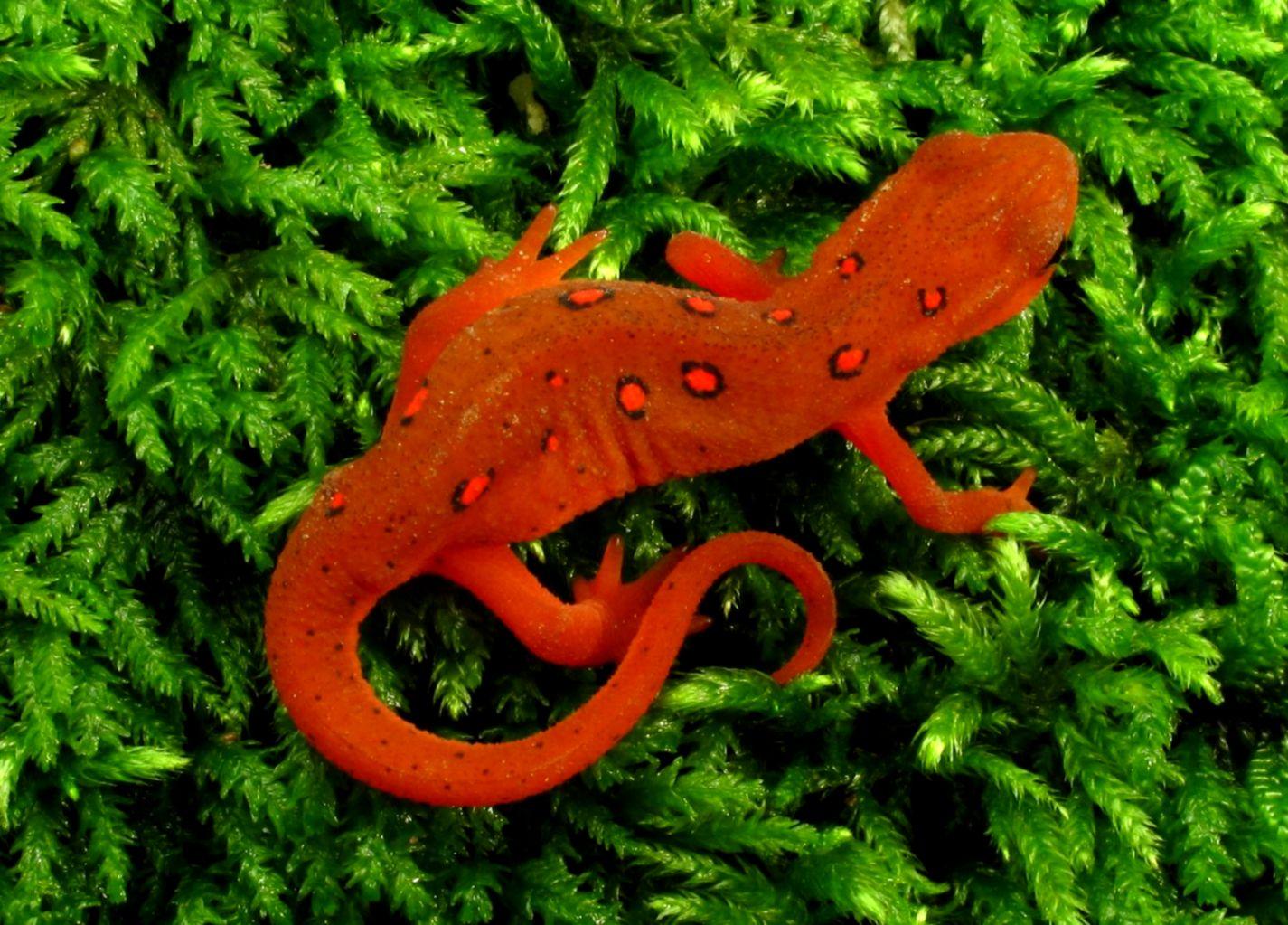 Amphibians Salamanders. Wallpaper Lock Screen