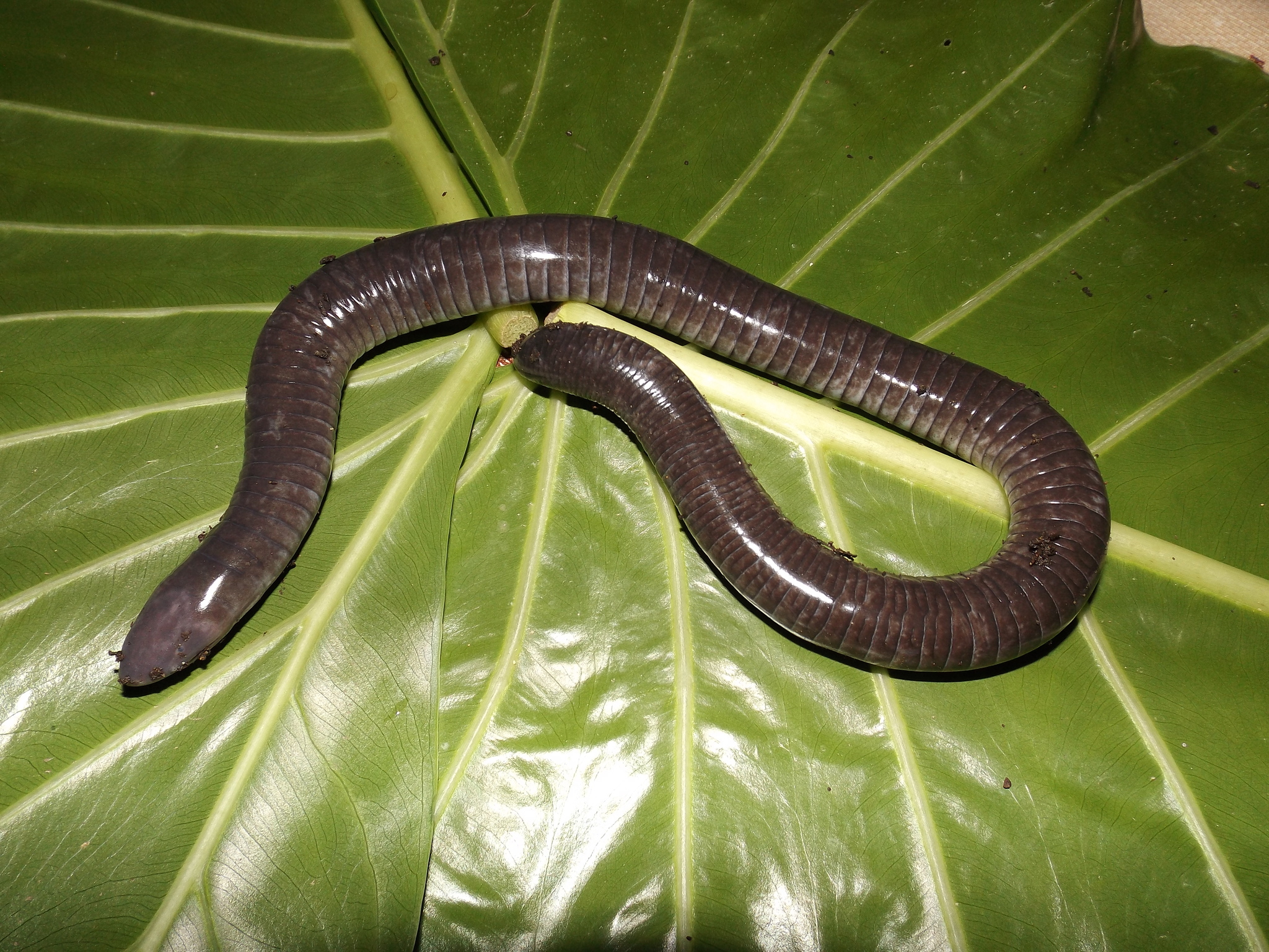 Caecilians (Order Gymnophiona) · iNaturalist.ca