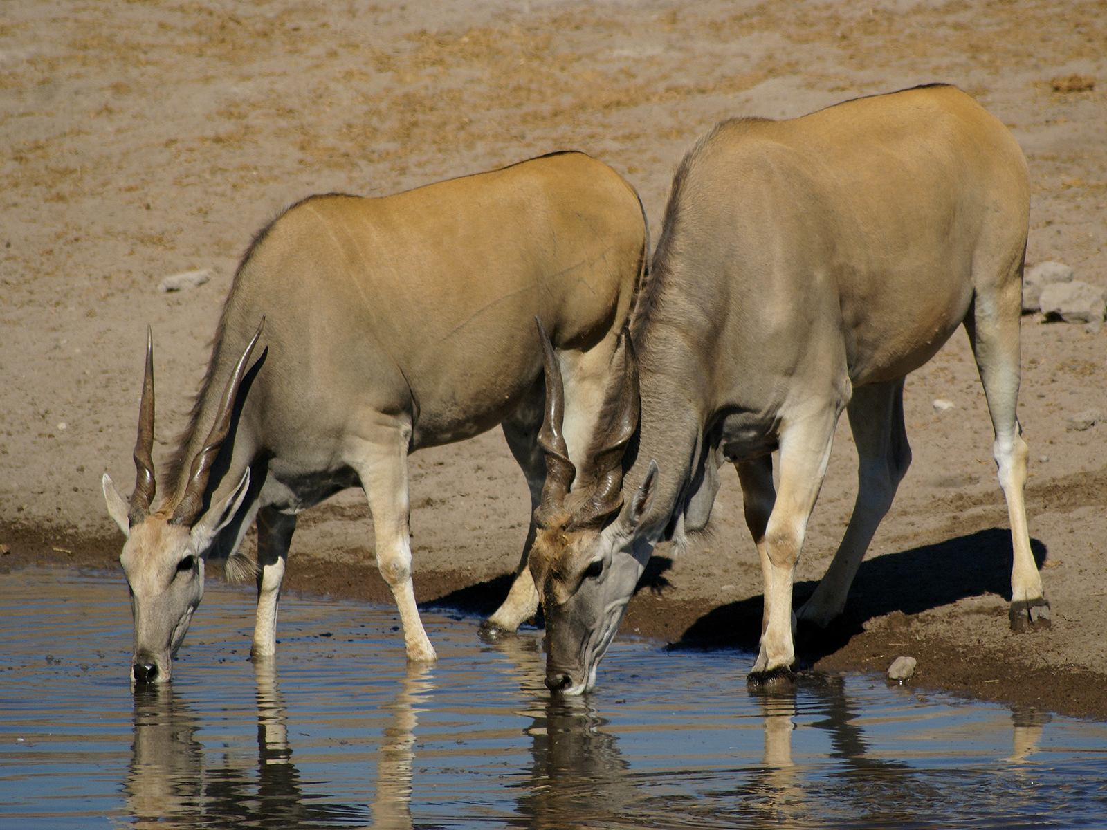 Dorcas gazelle