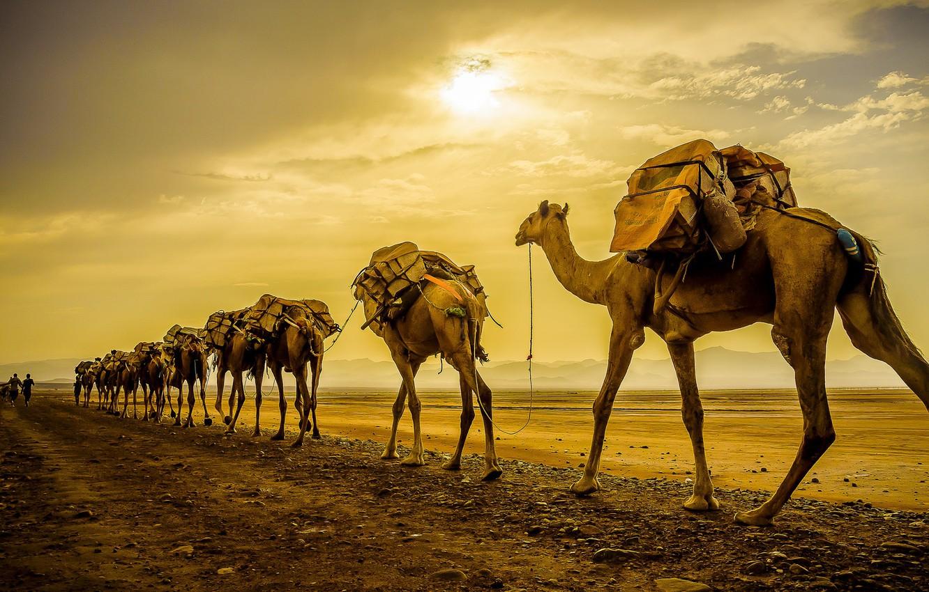 Wallpaper sunset, camels, caravan image for desktop