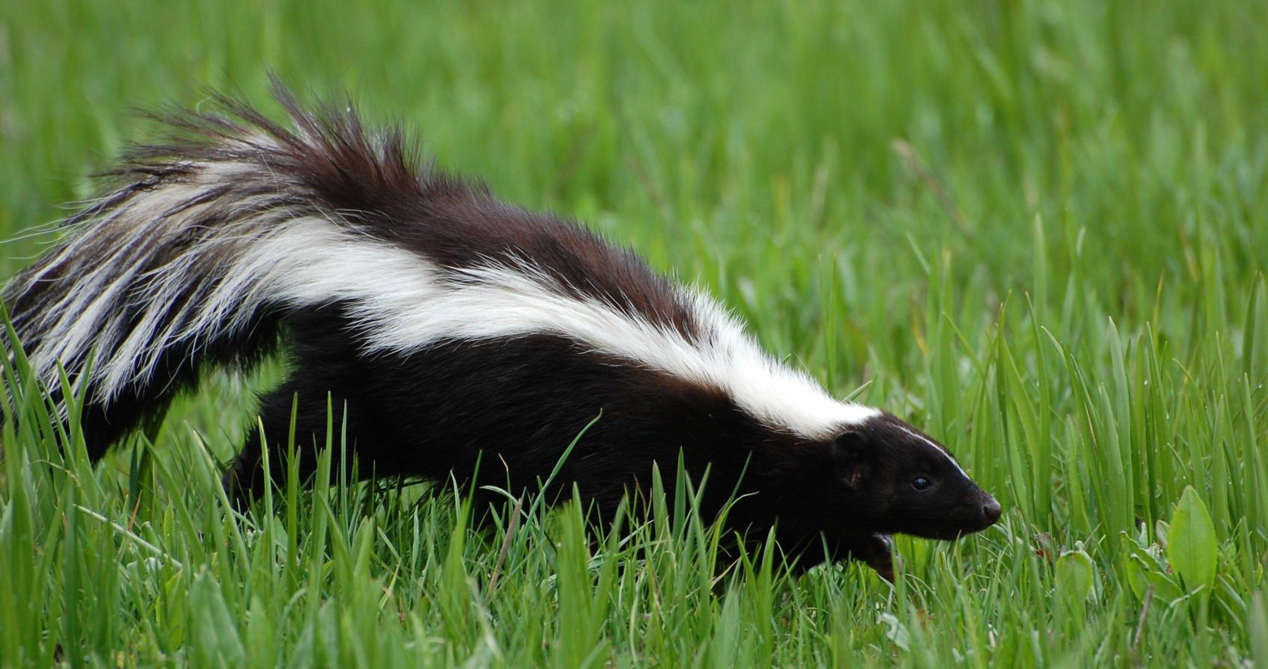 skunk 4k ultra HD wallpaper. Skunk smell, Getting rid