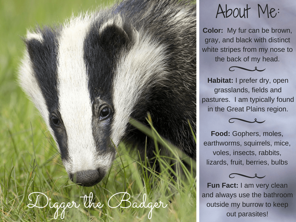 Digger the Badger Badger Facts, Activities, Books