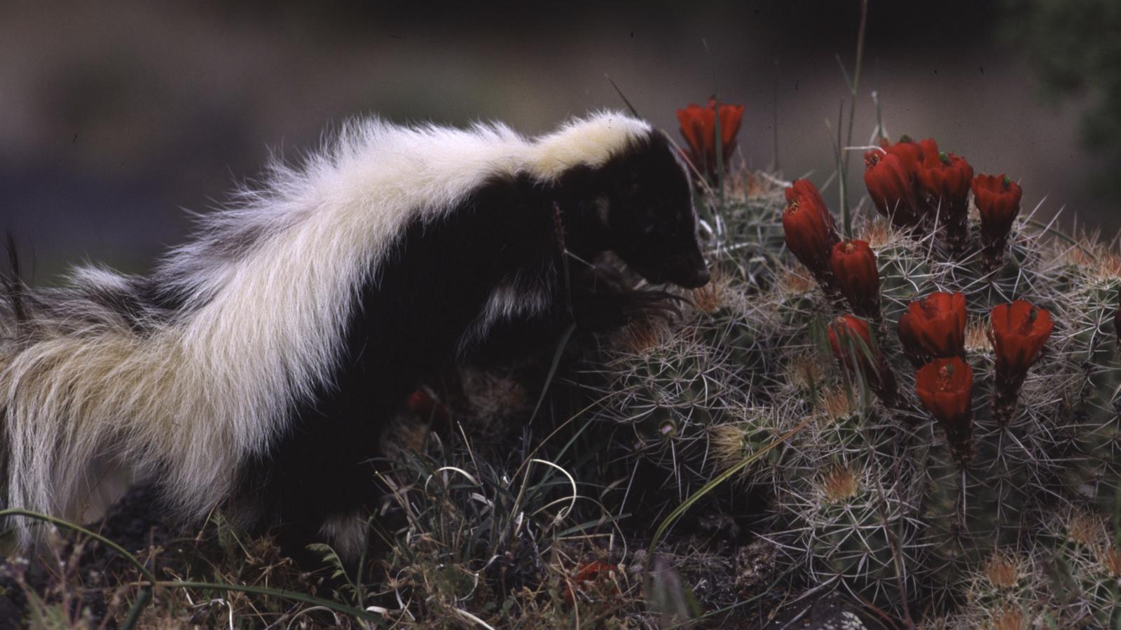 Why You Are Smelling Skunks This Week