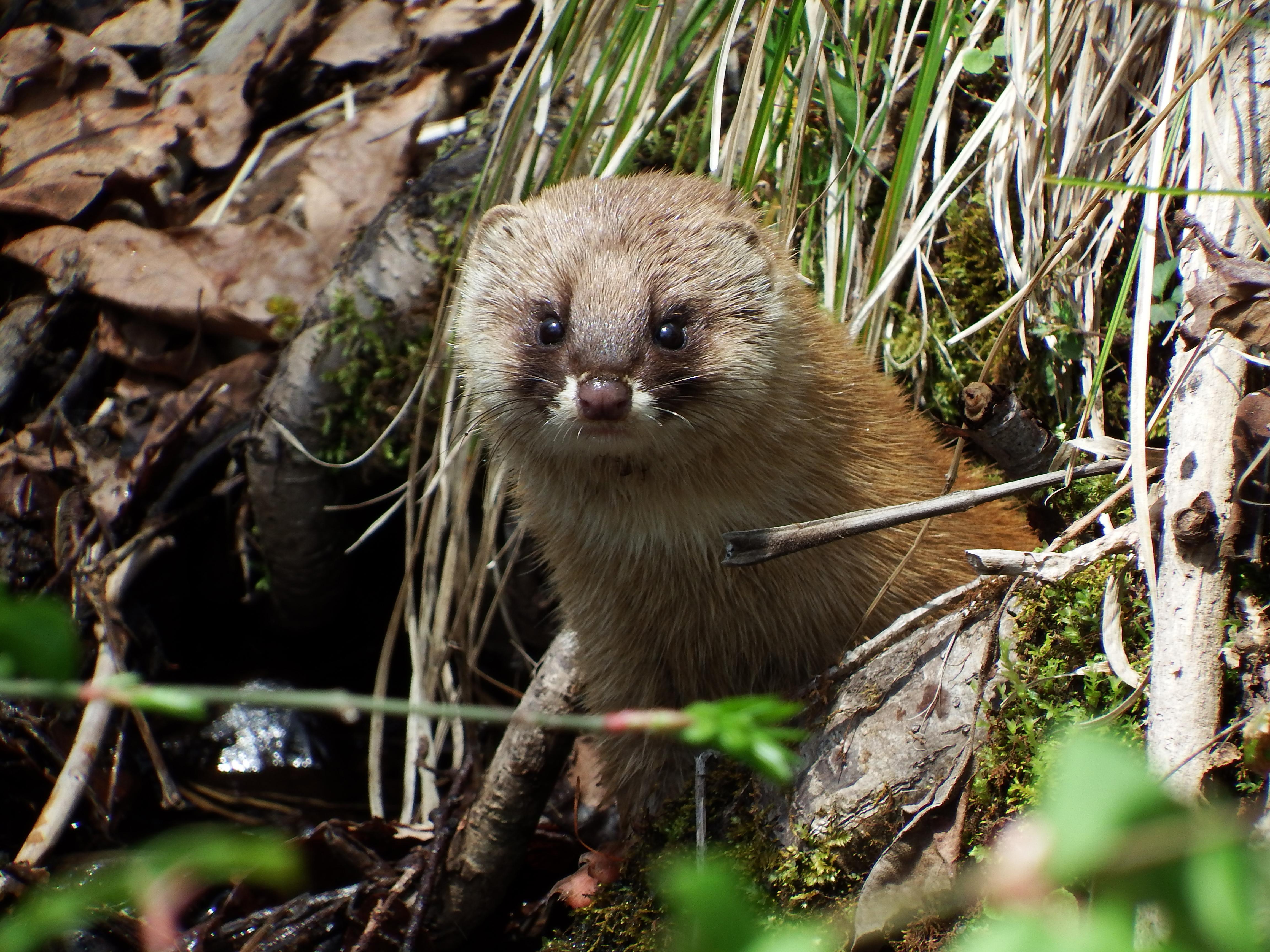 What's 'weasely' about wonderful weasels?. The Japan Times