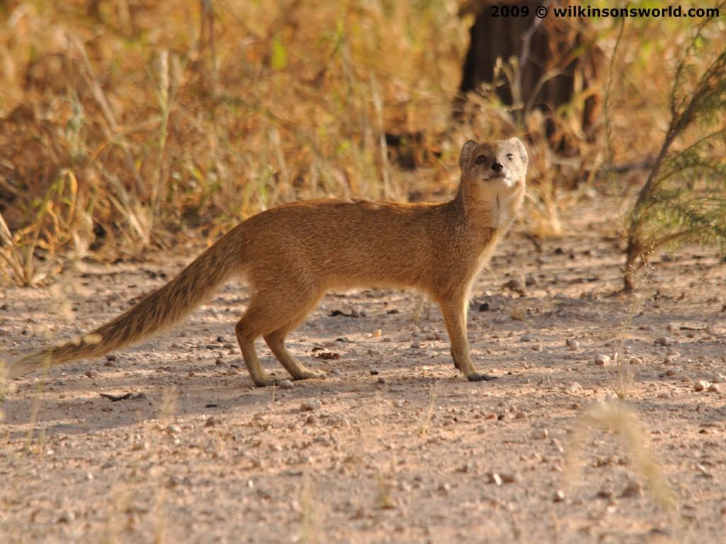 Mongoose Wallpaper. Mongoose