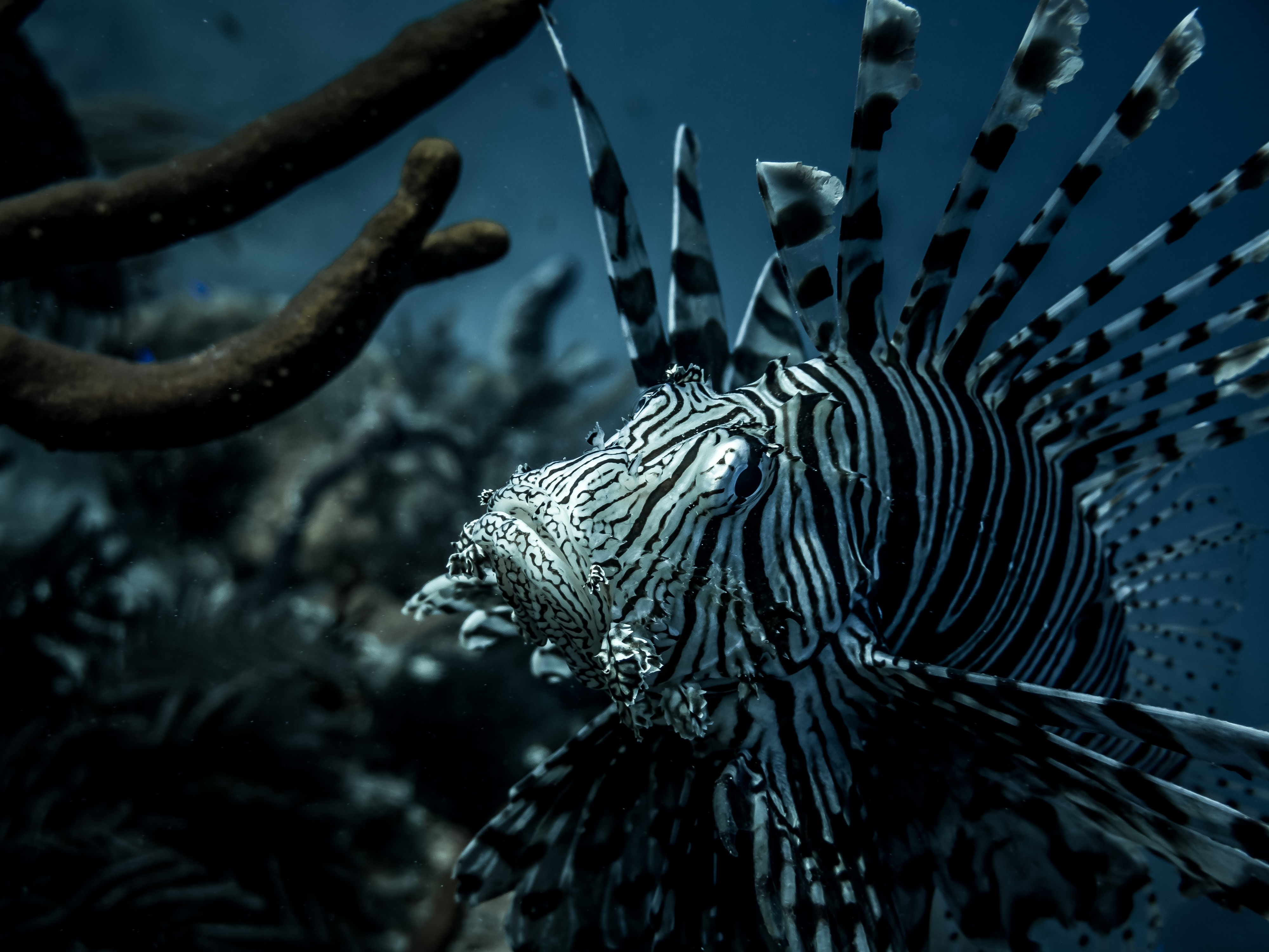 Zebra Fish Picture. Download Free Image