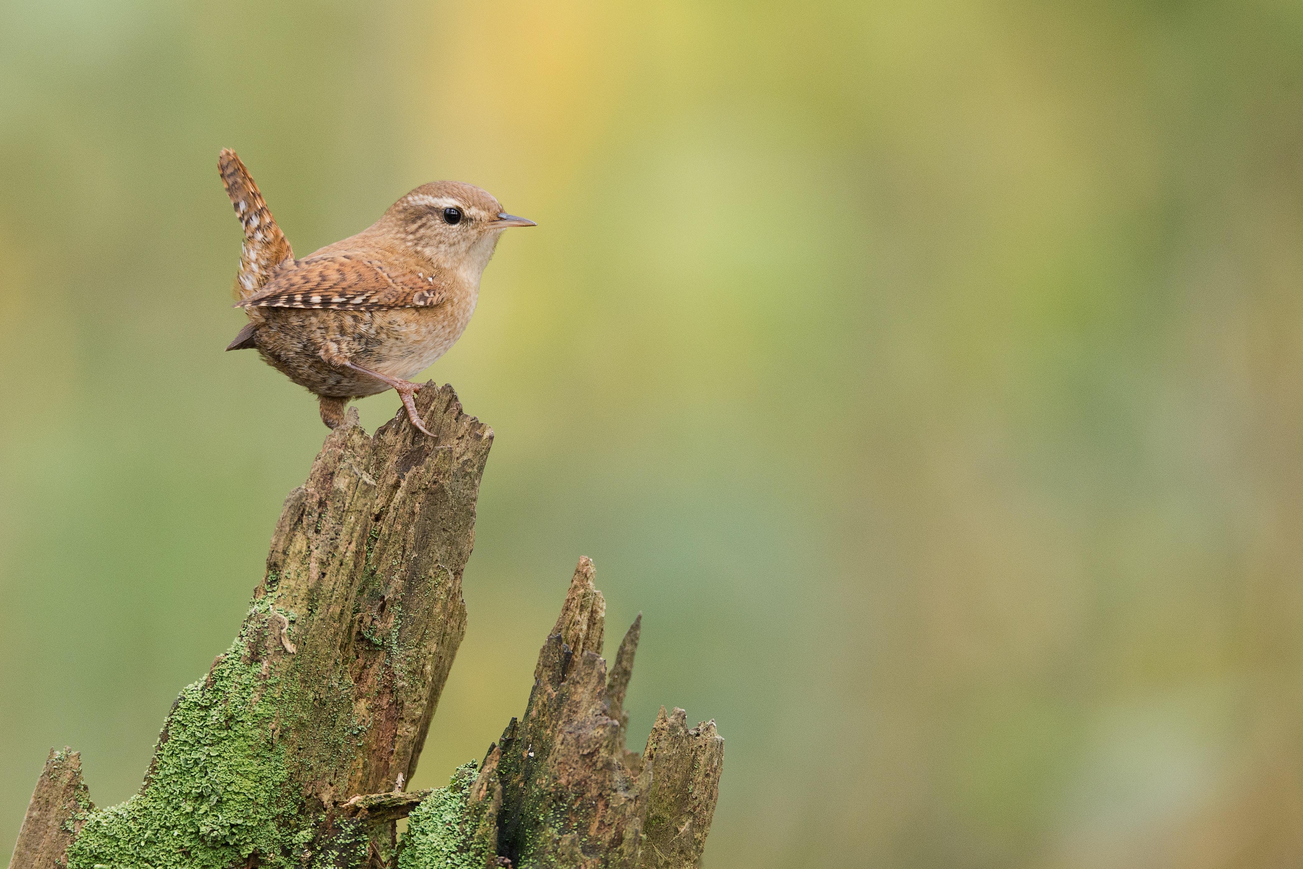 Winter Wren Picture. Download Free Image
