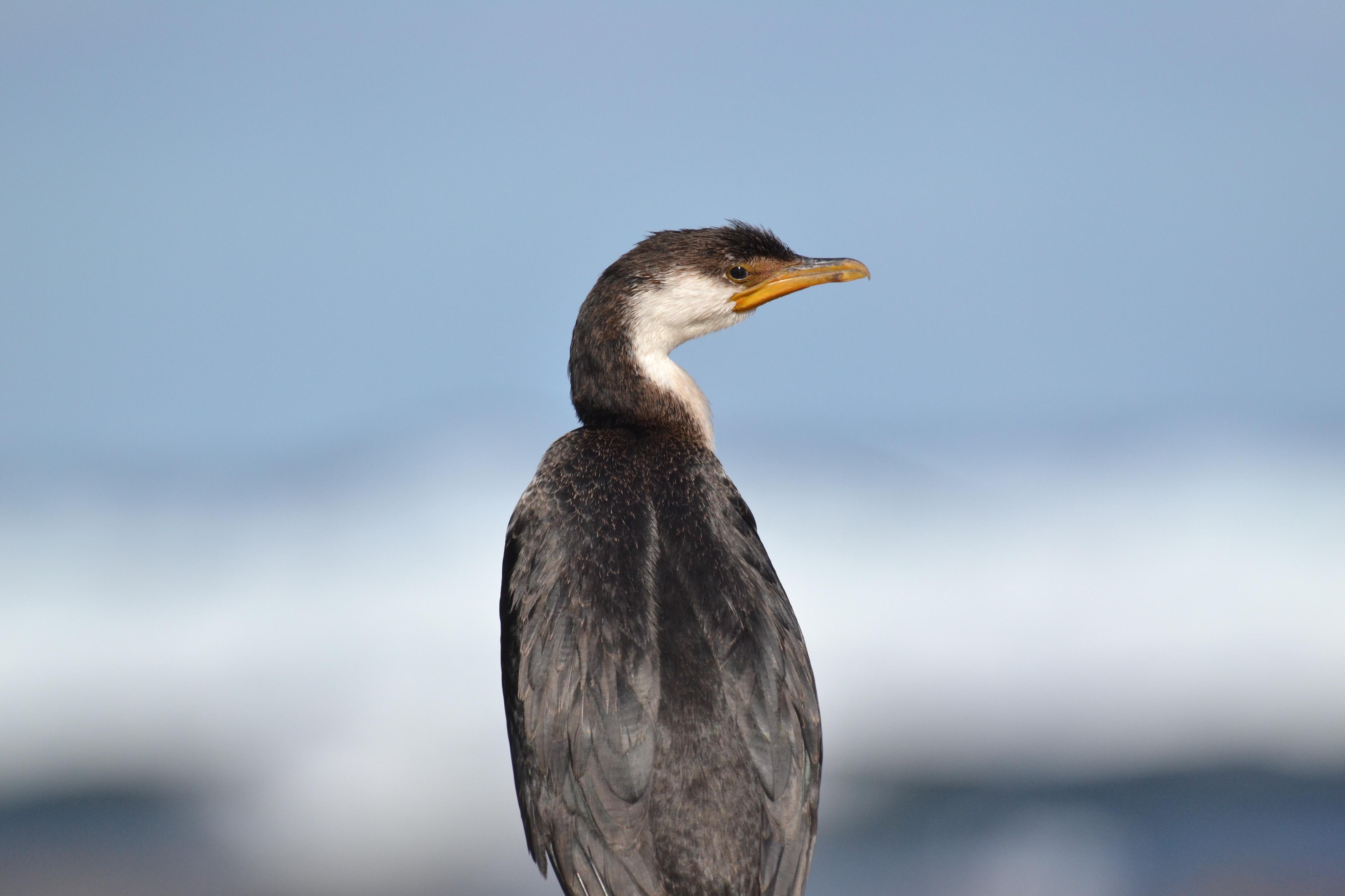 Cormorant Picture. Download Free Image