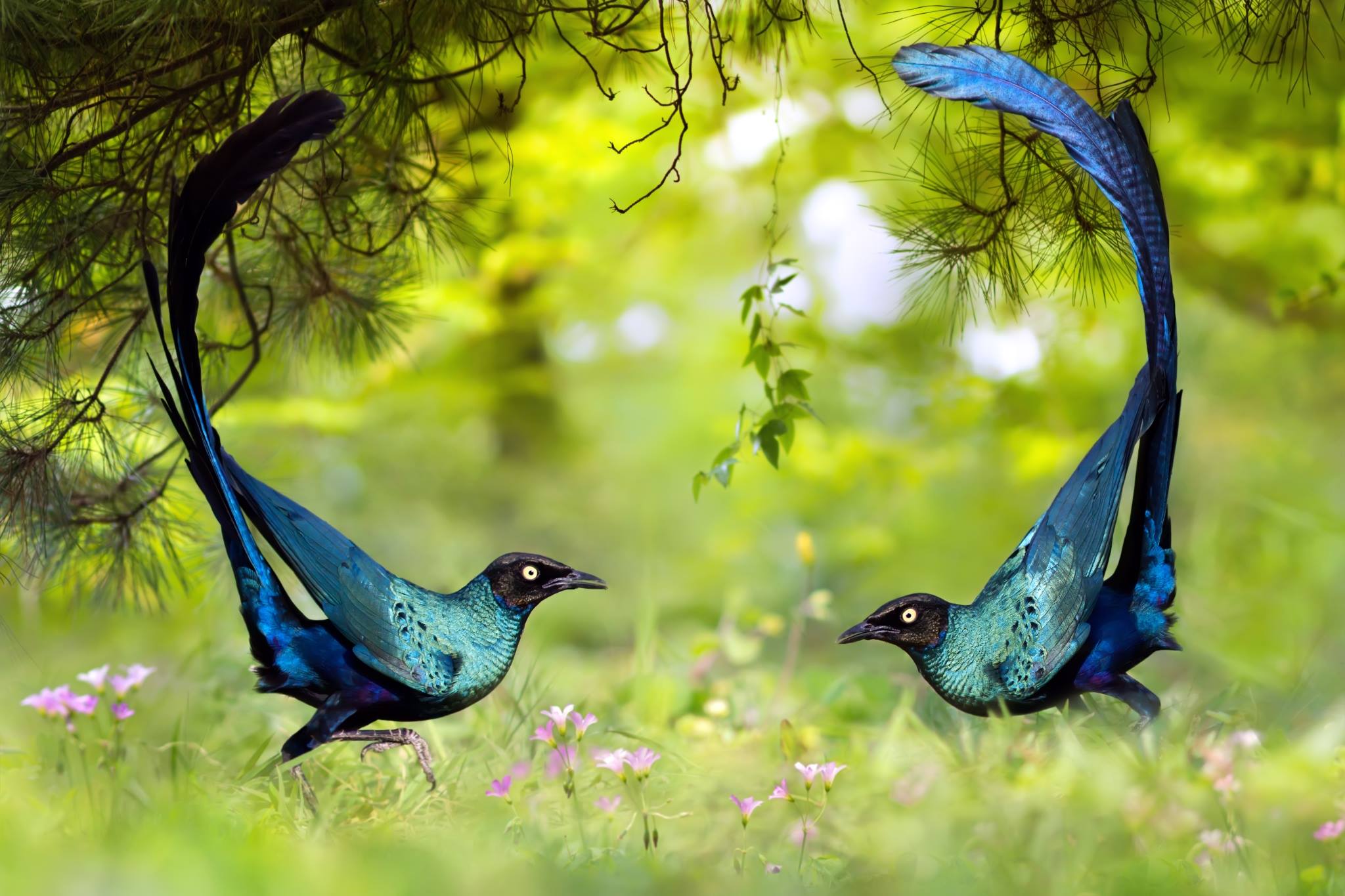 Long Tailed Glossy Starlings HD Wallpaper. Background Image