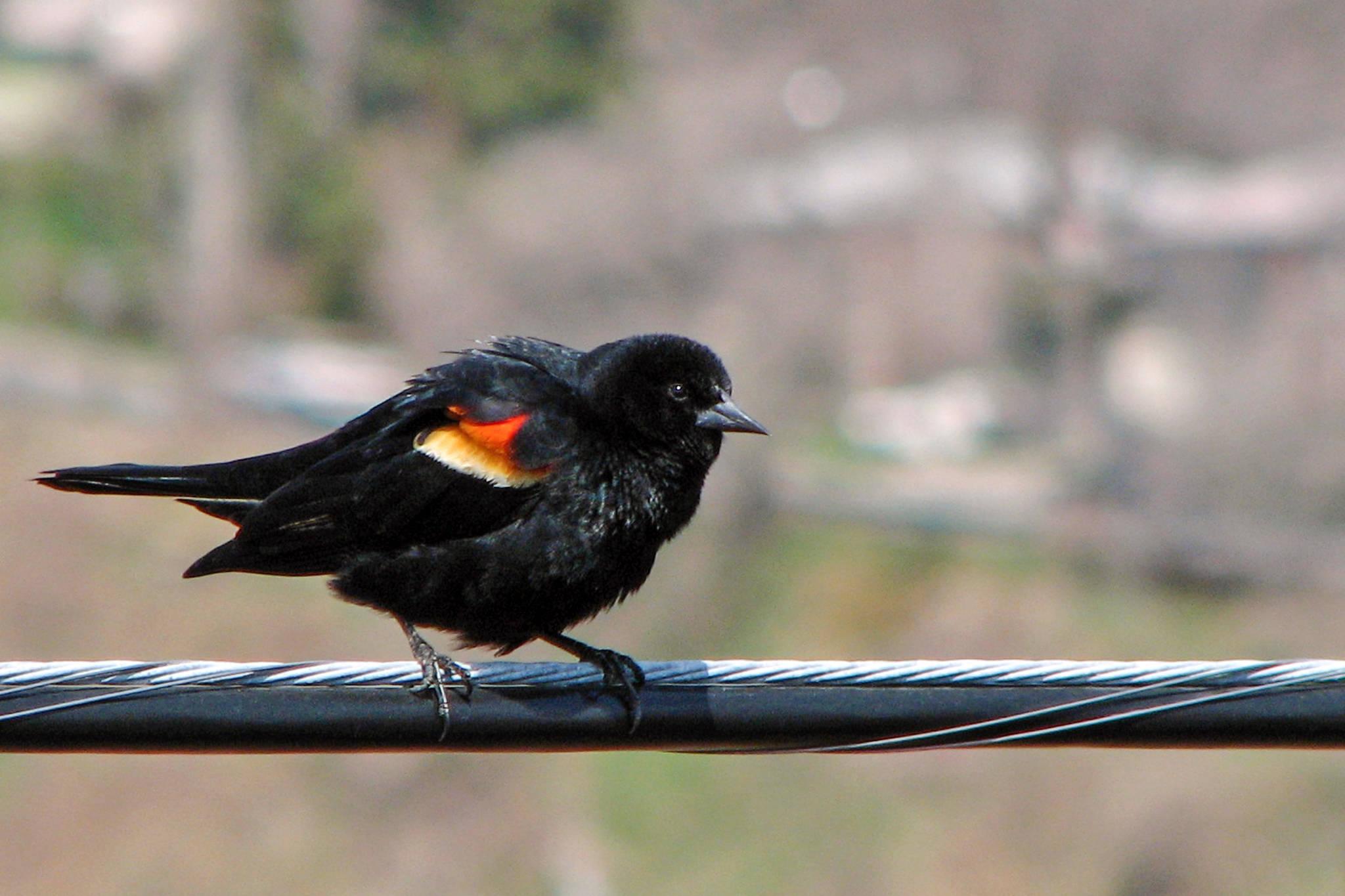 A Red Winged Blackbird Is Terrorizing A Toronto Neighbourhood
