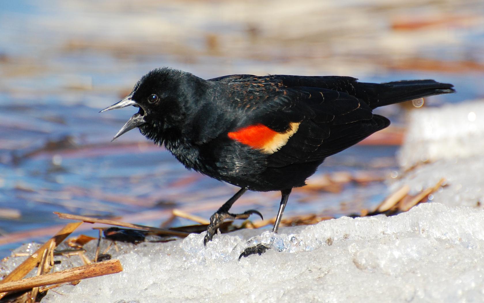 Suzanne Britton Nature Photography: Red Winged Blackbird