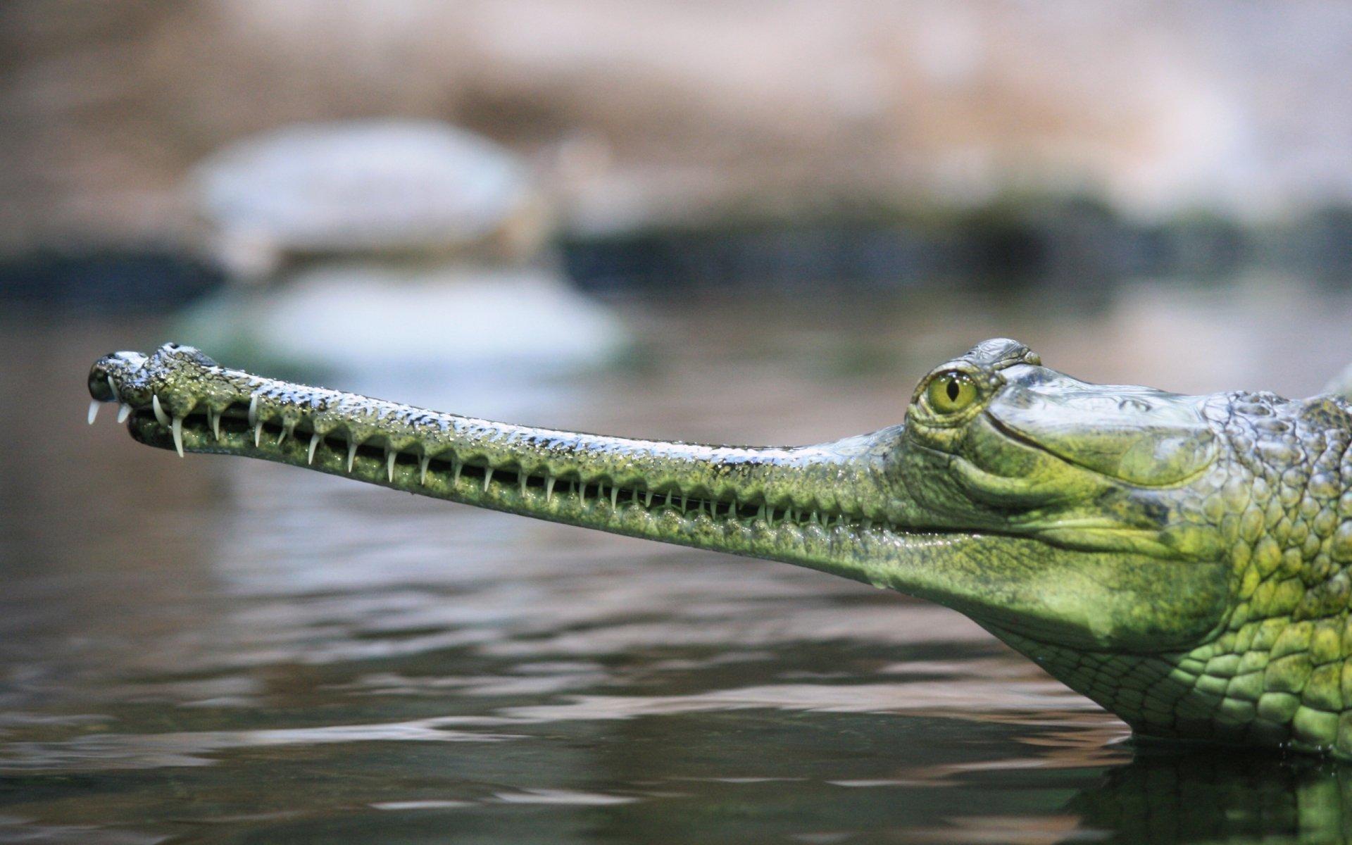 Gharial HD Wallpaper and Background Image
