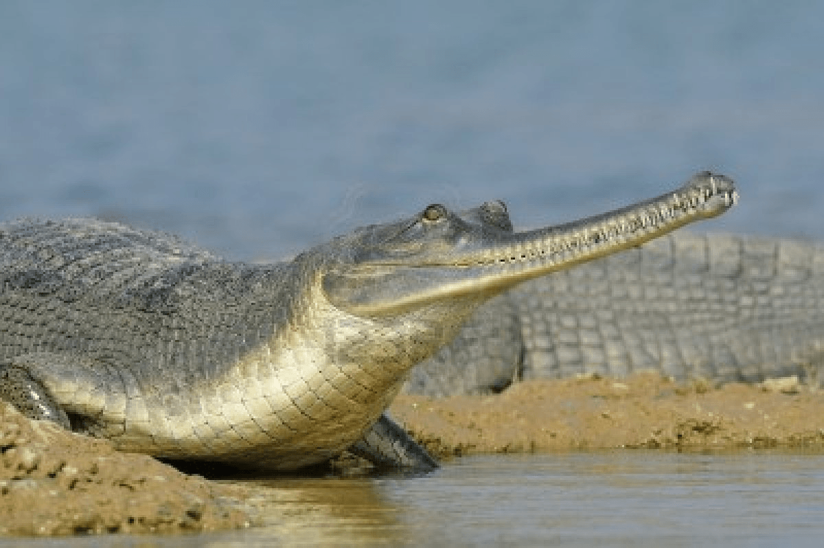 Gharial Picture