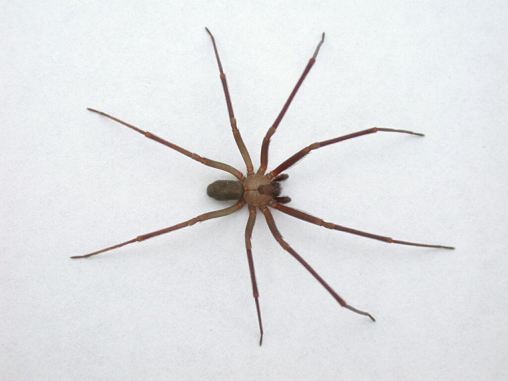 brown recluse Large Image