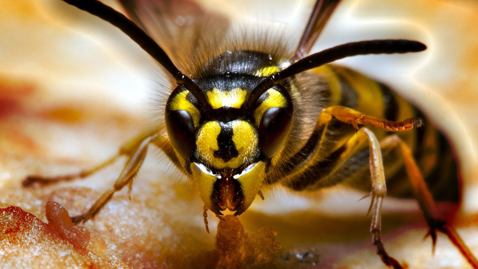 What's the Difference Between a Hornet and a Wasp