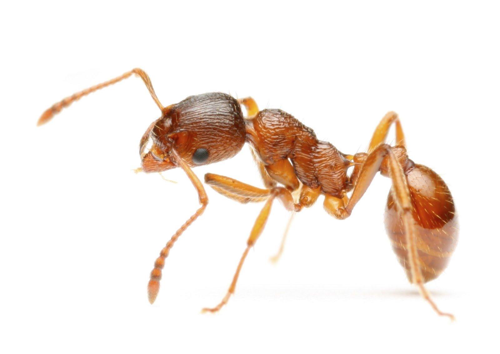 Ant Wallpaper and Background Imagex1132