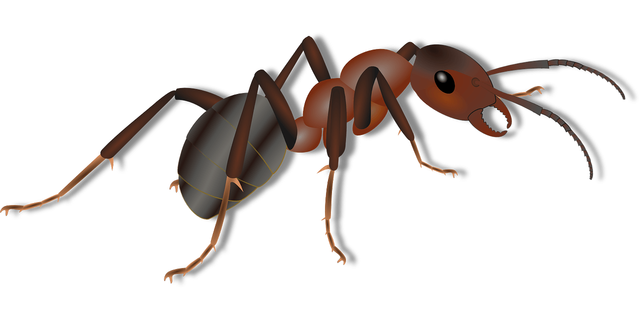 Ant clipart carpenter ant, Ant carpenter ant Transparent