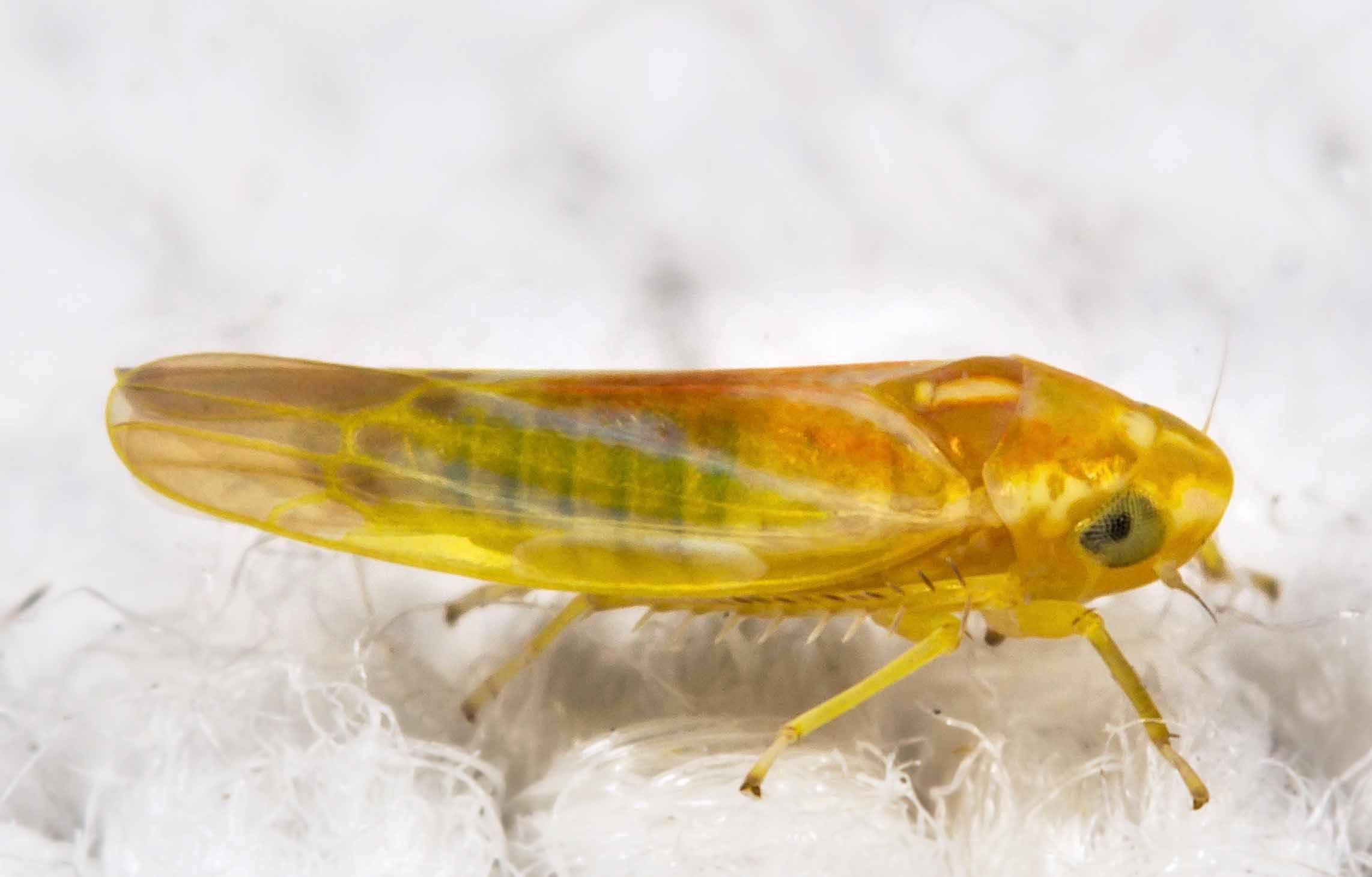 Leafhopper Free HD Wallpaper Image Background