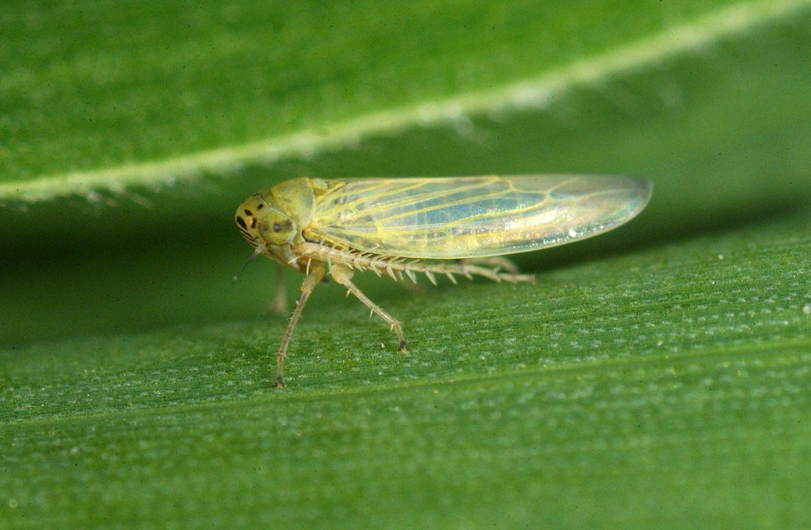 Aster Leafhopperis Also Known As The Six Spotted Leafhopper