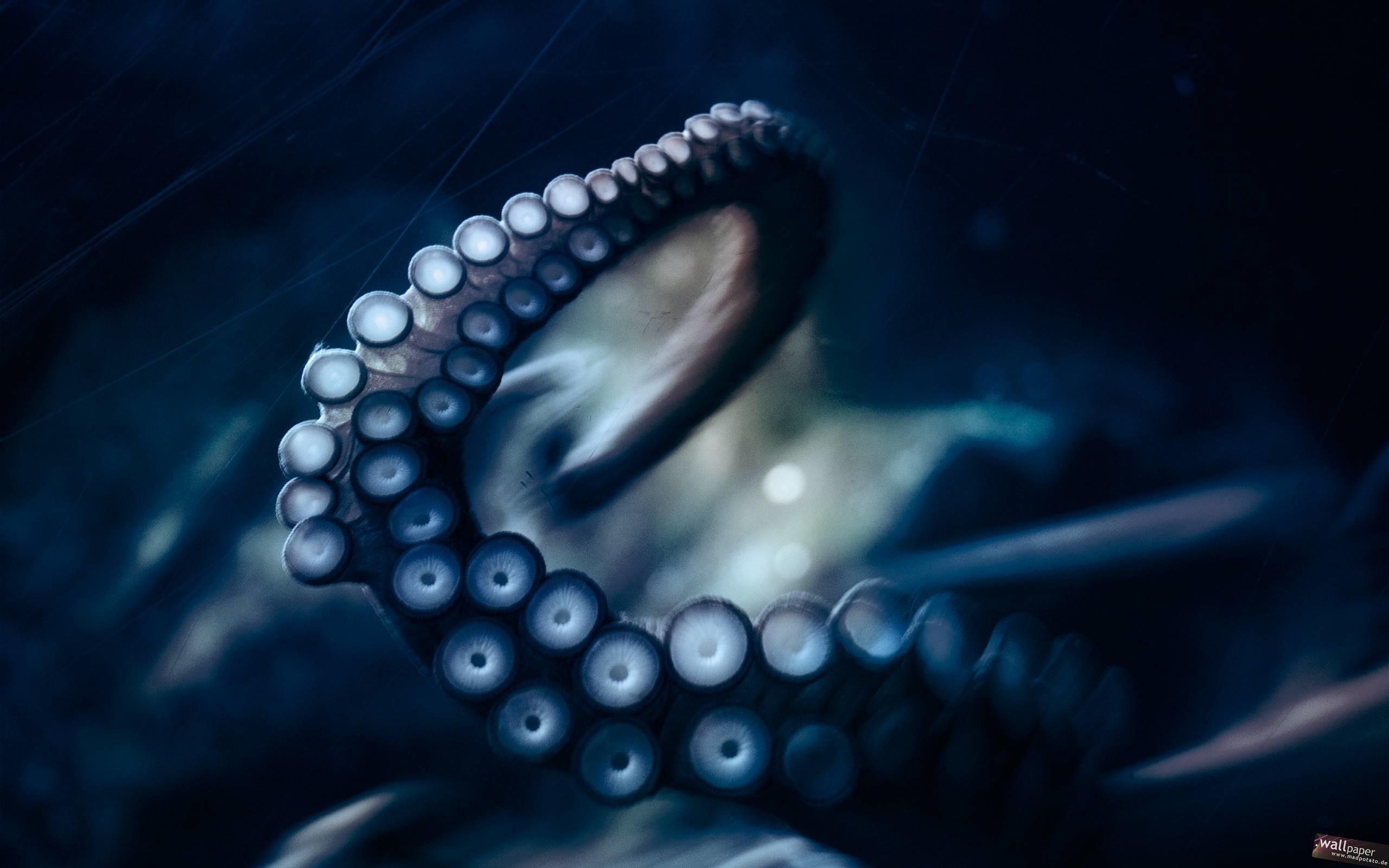 HD Octopus Wallpaper