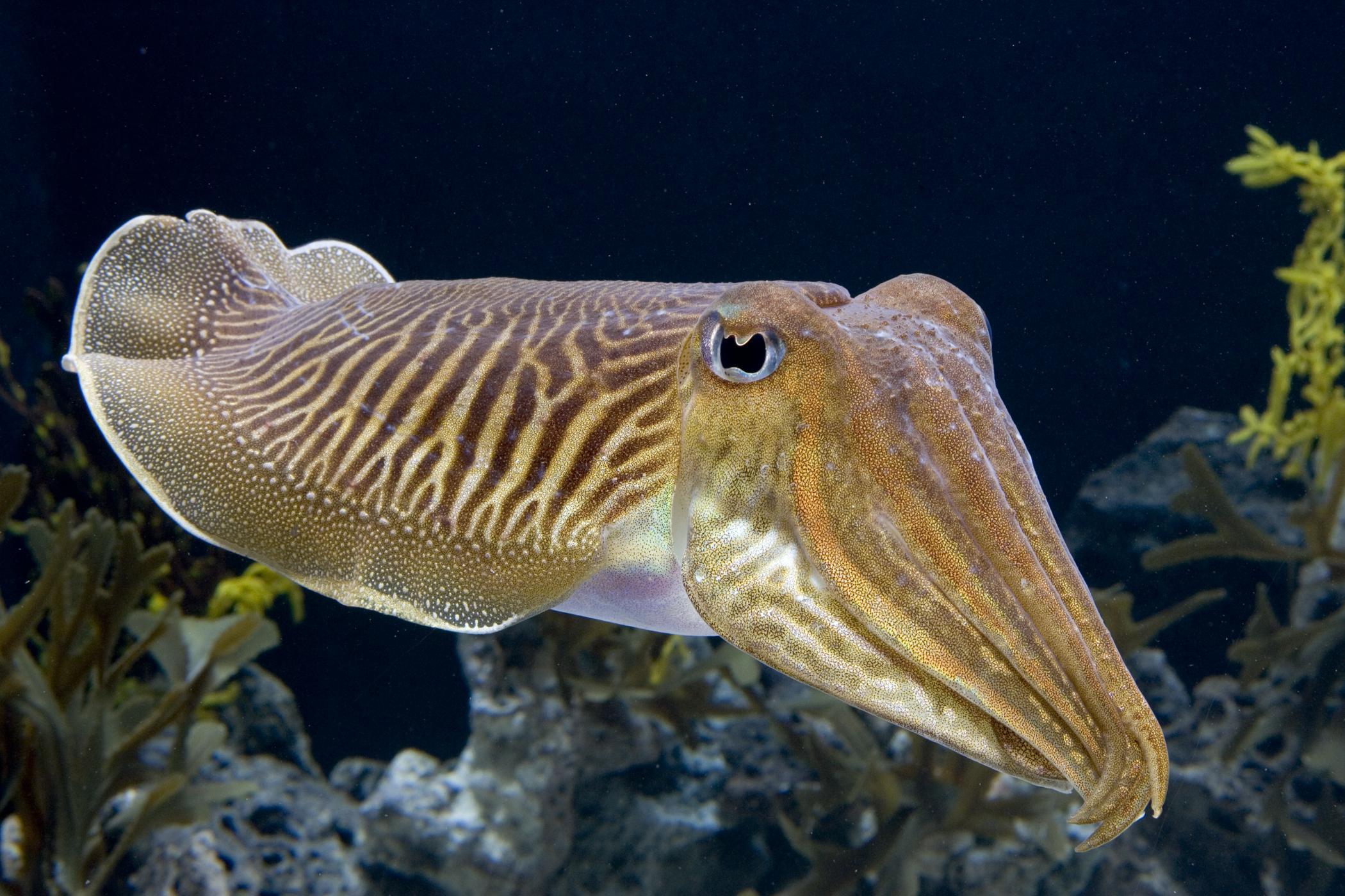 Cuttlefish HD Wallpaper and Background Image