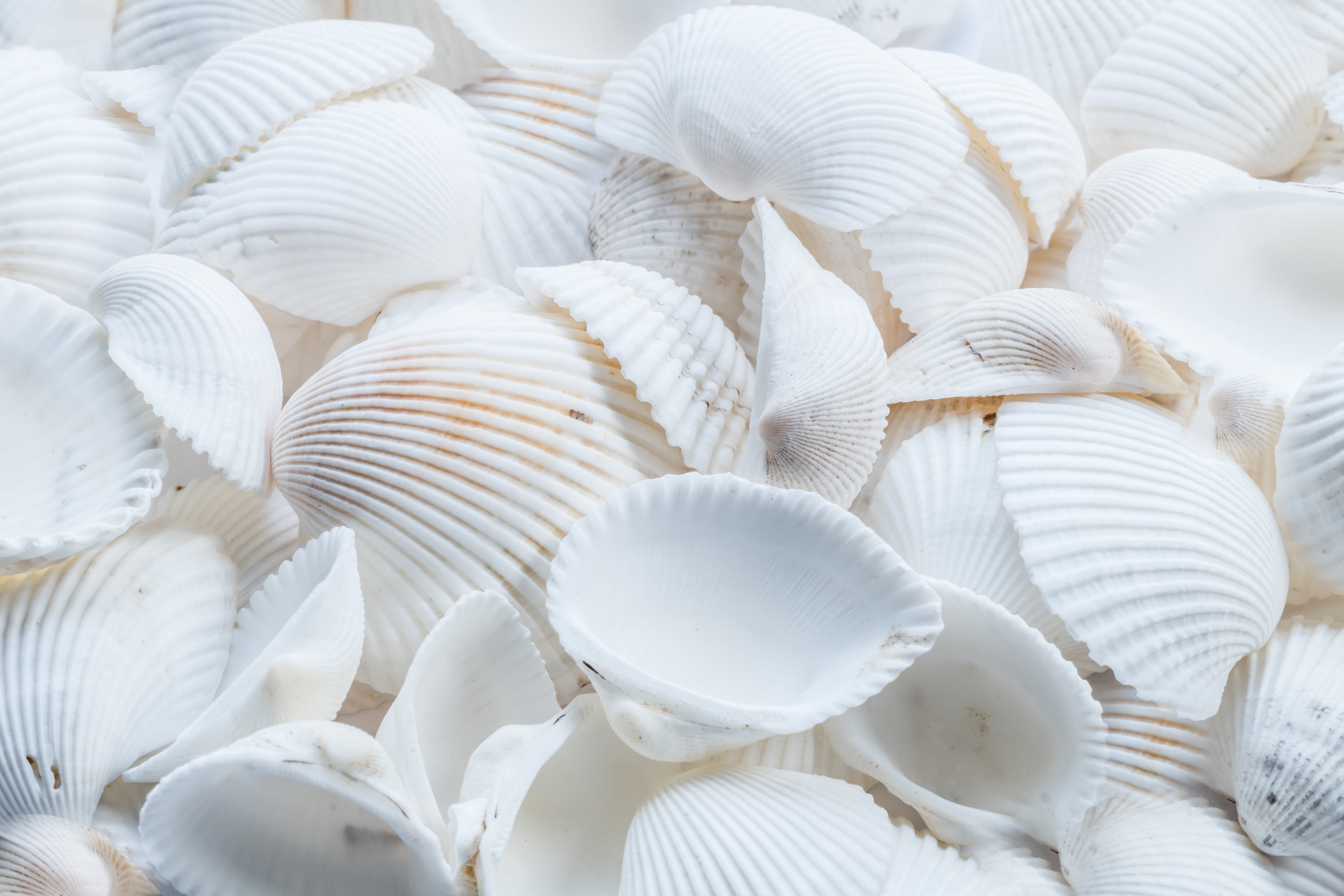 Close Up Photography Of White Shells · Free