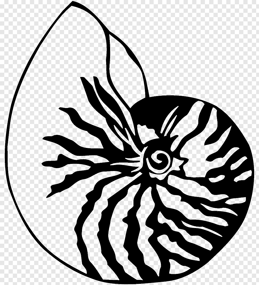 Drawing Seashell Chambered nautilus, SEA SHELL PNG