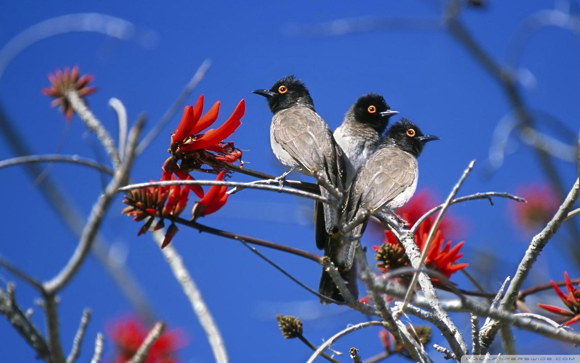 Three Birds Etosha National Park Namibia HD desktop wallpaper