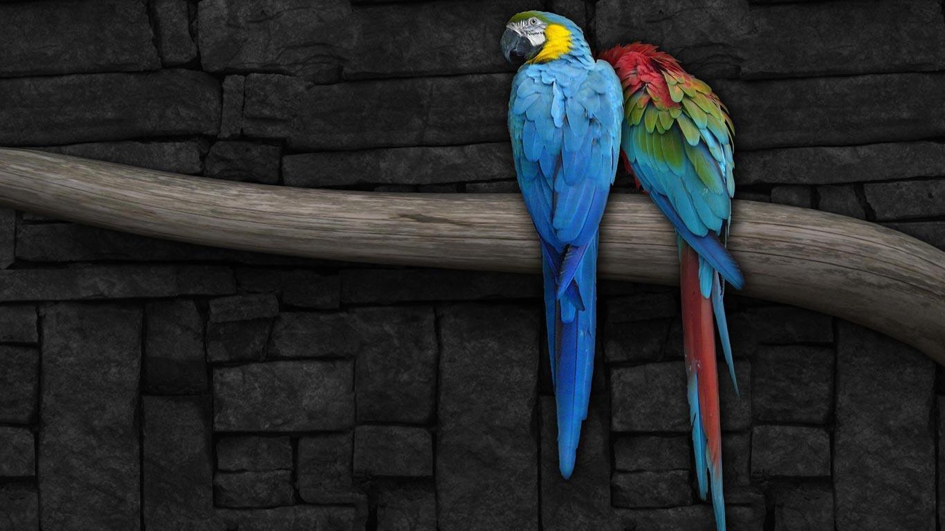 Desktop Wallpaper · Gallery · HD Notebook · Blue Macaw parrots