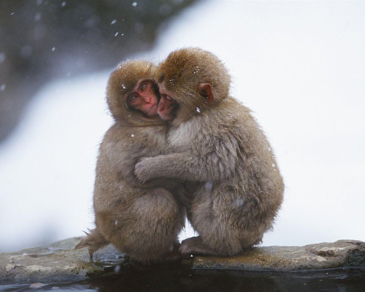 Snow hugged the monkey wallpaper wallpaper download
