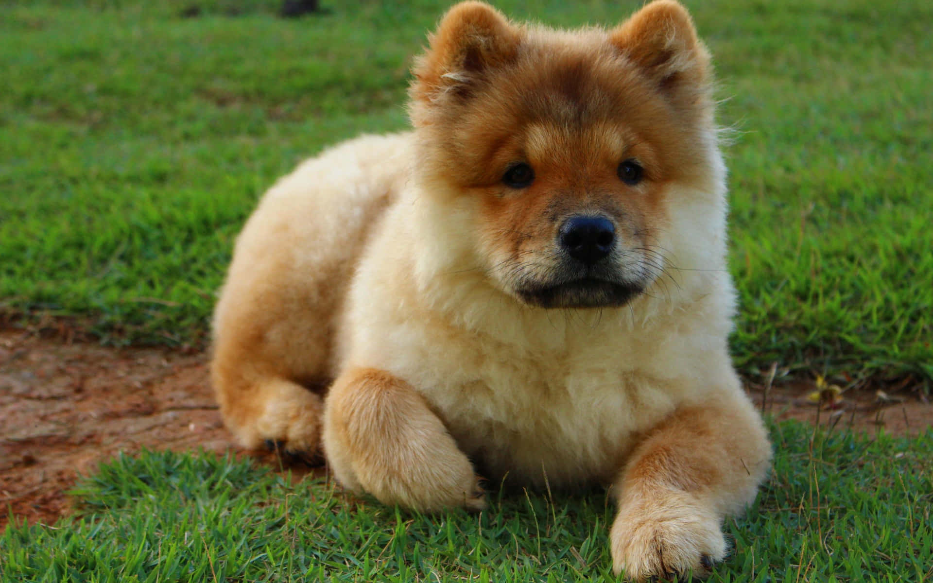 Fluffy Chow Chow Puppy