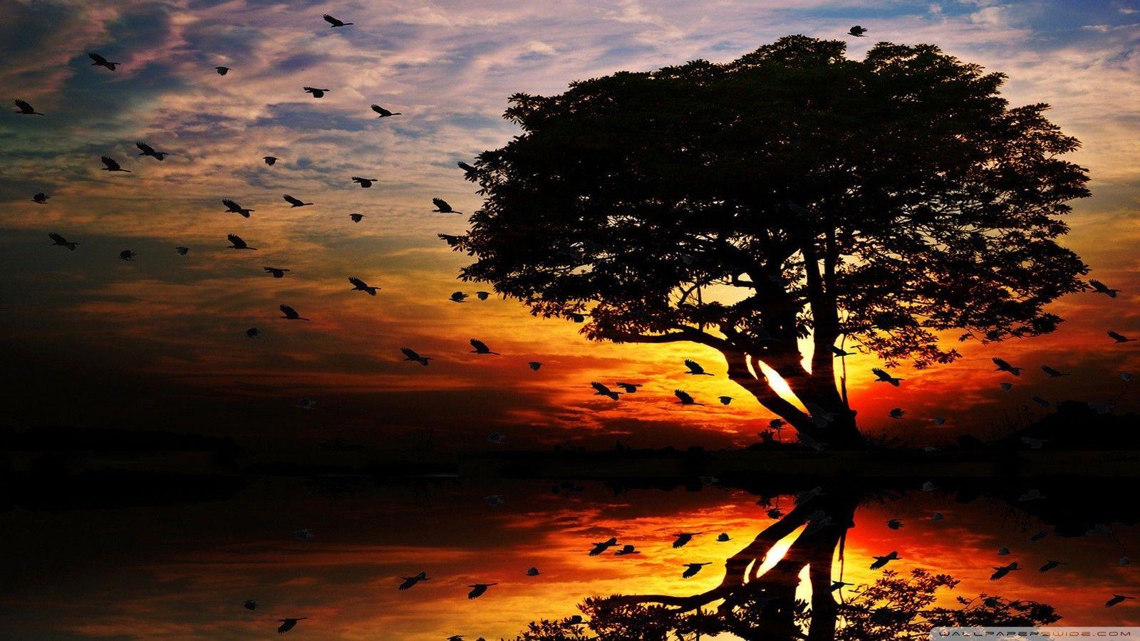 A flock of birds flying ahead the sunset wallpaper
