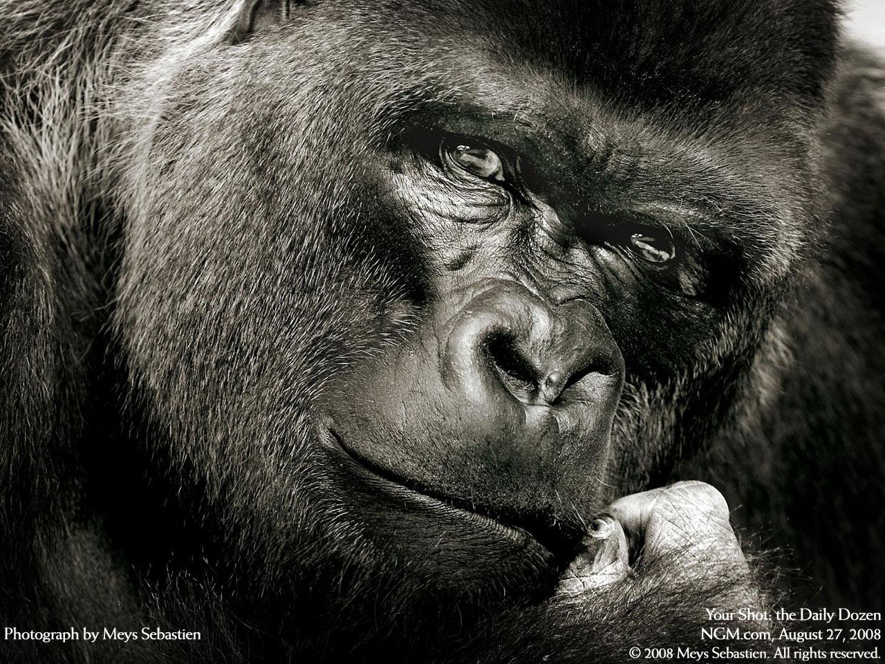 Silverback Gorilla Wallpaper Picture on Animal Picture Society