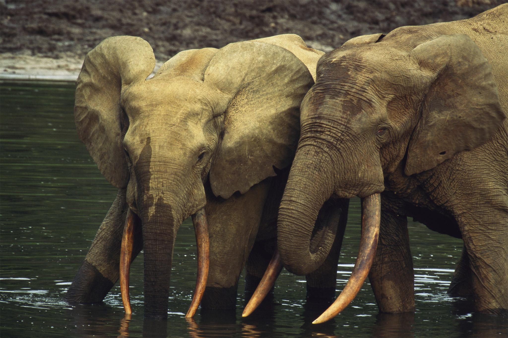 African Elephant Animals HD Wallpaper