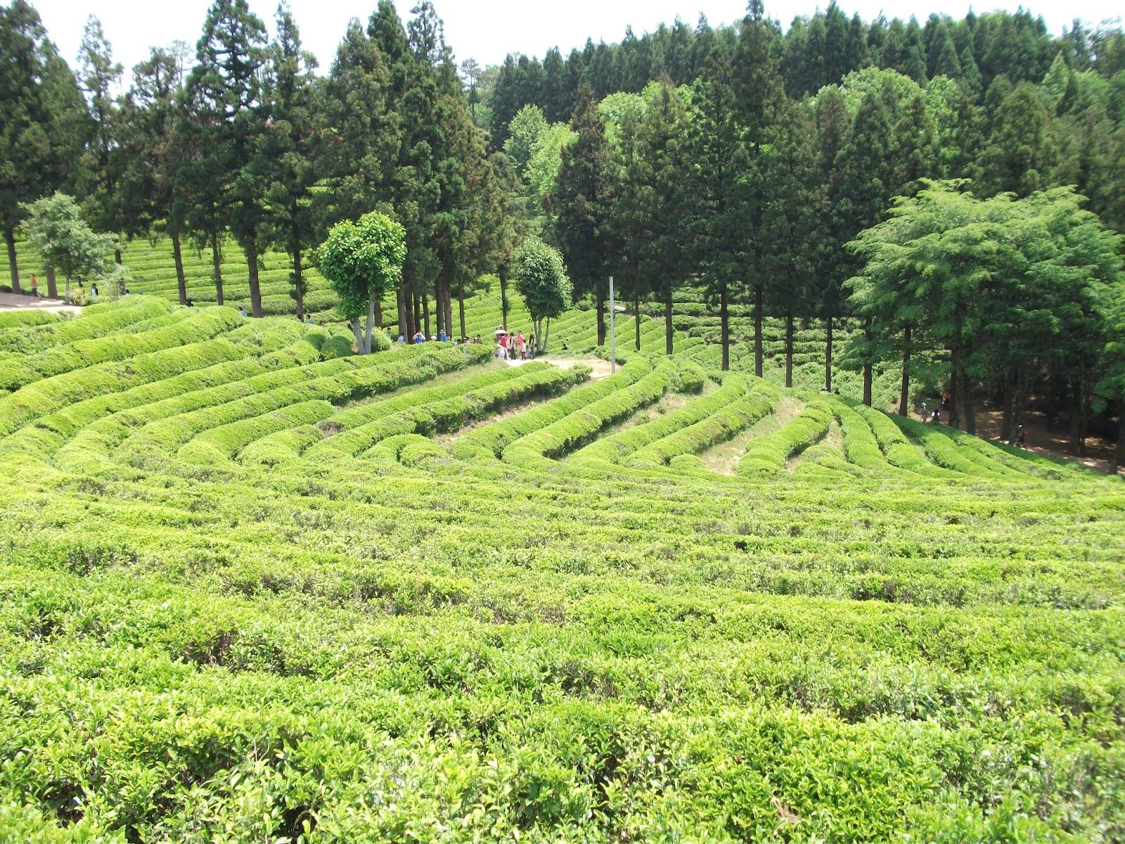 Boseong Green Tea Gardens And Damyang Babmboo Forest